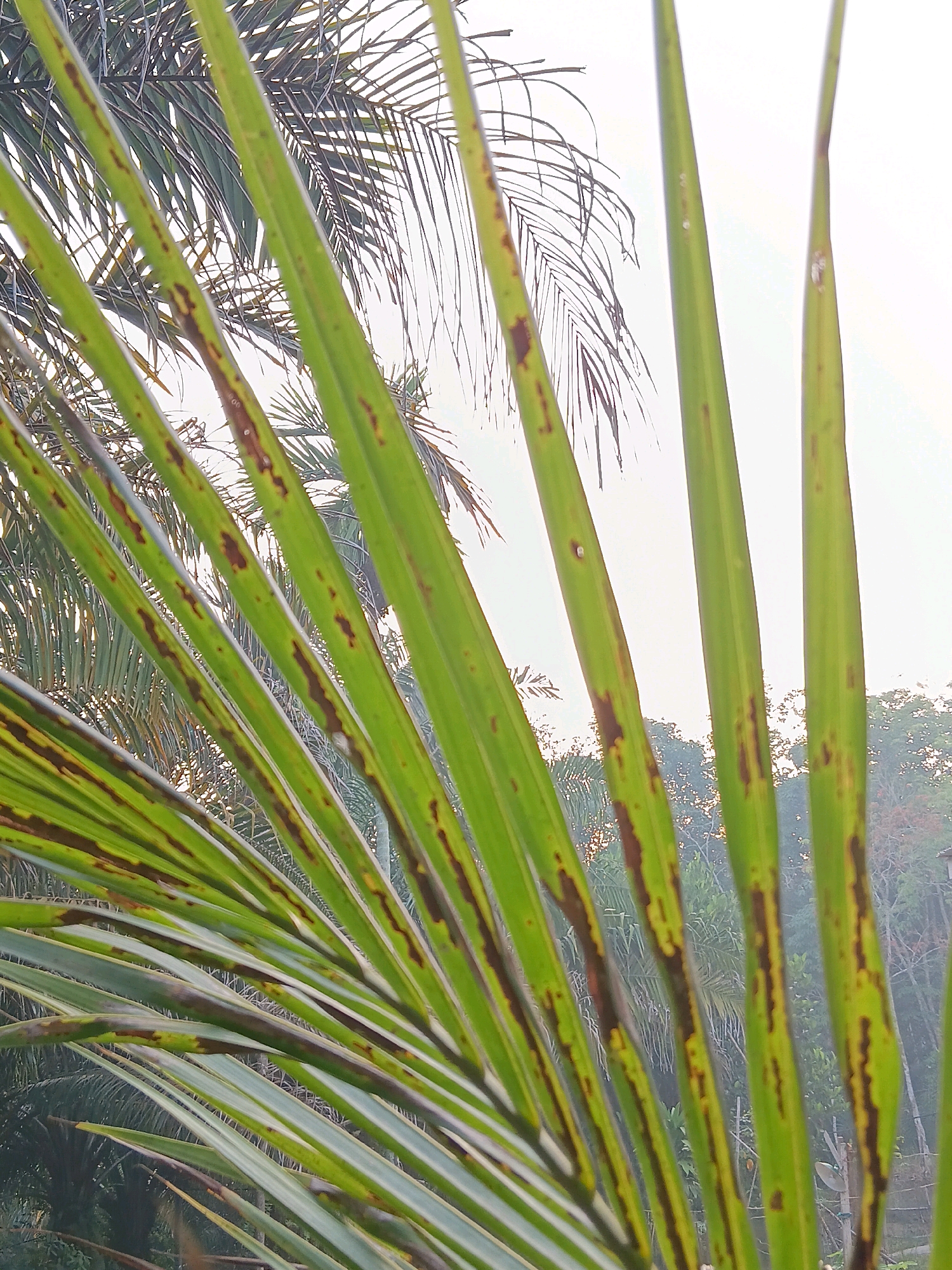 This is a close-up, slightly blurred, outdoor photograph of palm fronds in the city of Sungai Benteng, Indonesia. The fronds are green with distinct brown lesions or spots, suggesting a possible health issue with the plant. In the background, other palm trees and foliage are visible, along with a hazy sky, indicative of the early morning or late afternoon. The lighting is diffused, suggesting an overcast day or a time when the sun is low. No people or discernible actions are present.