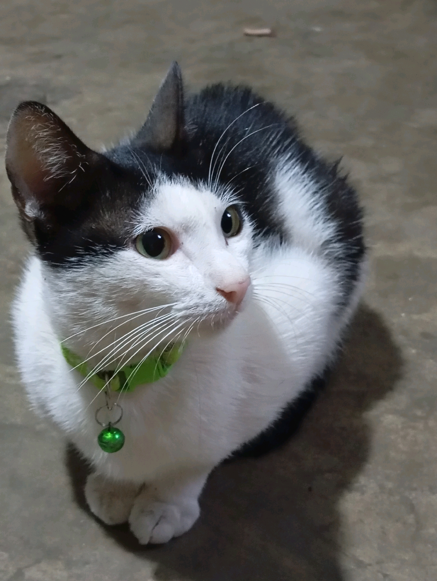 In the city of Leman Benawi, Indonesia, a black and white cat sits on a concrete floor. The cat is wearing a bright green collar with a small, silver bell attached. The cat's fur is predominantly white with black markings on its back, head, and tail. Its eyes are a light green color. The background is a neutral, textured concrete surface. The lighting suggests an indoor or shaded outdoor environment, with a shadow cast by the cat to its right.