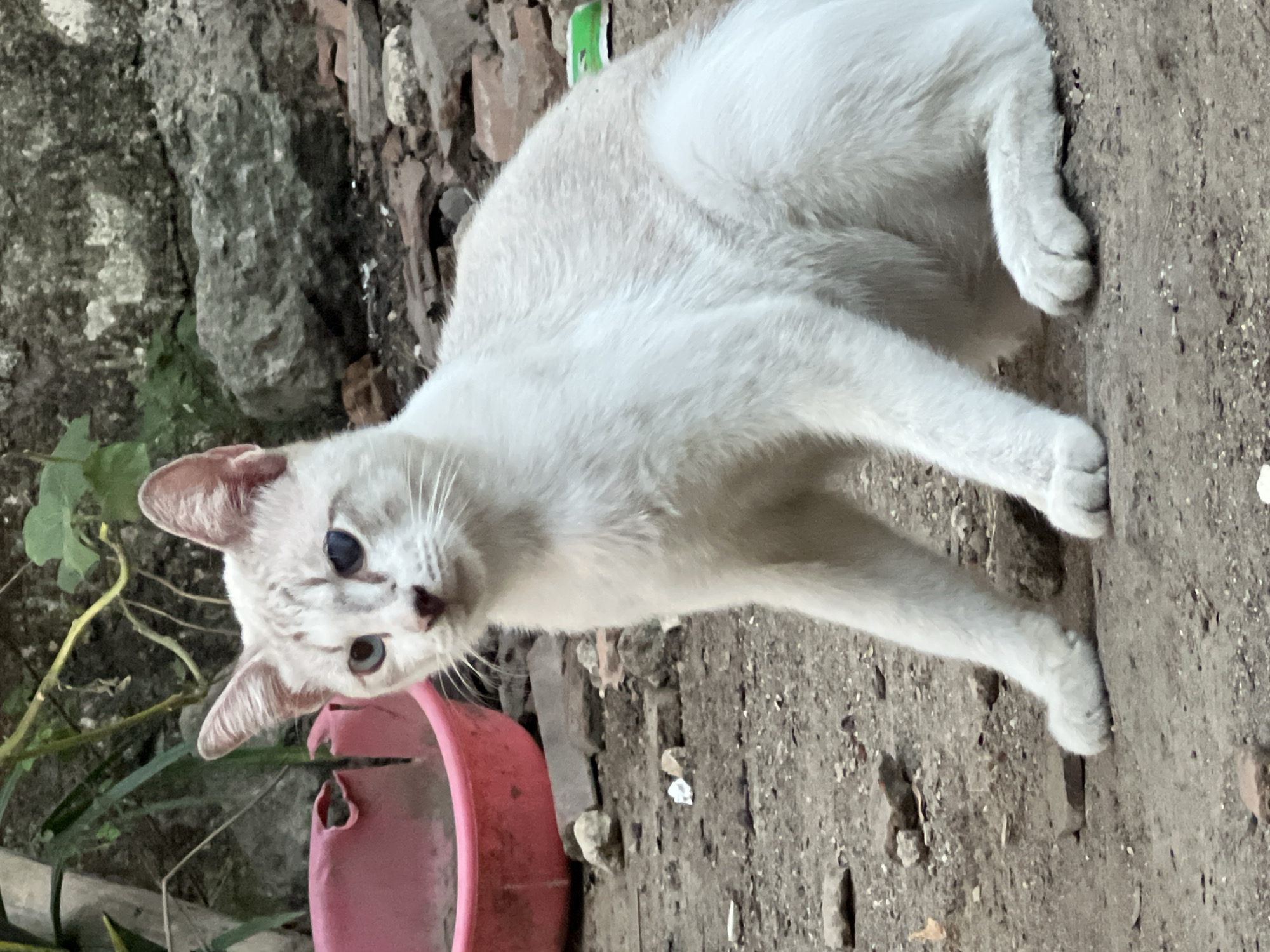 A white cat with blue eyes sits on the ground in front of a pink plastic basin, rocks, and foliage. The scene appears to be outdoors in a possibly urban or semi-urban environment. The cat is the central focus of the image, its fur slightly dirty, and its gaze directed slightly to the left. The background includes rough-textured rocks, broken pieces of what look like bricks or concrete, and some green leaves from a plant. A pink basin, possibly used for water or food, is partially visible to the left of the cat. The ground is composed of dirt and small stones.