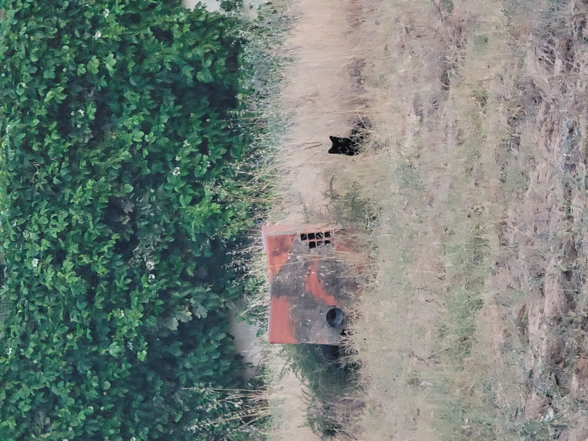 A black cat is partially hidden in tall, dry grass in front of a red brick structure. The structure appears to be a low, rectangular block with an opening on one side and a square, grid-like opening on another. The background consists of a dense green hedge with small white flowers. The scene is outdoors, with dry, sparse vegetation in the foreground and midground. The lighting suggests it may be late afternoon or early morning. No specific location in Quarteira, Portugal, can be determined from the image alone.