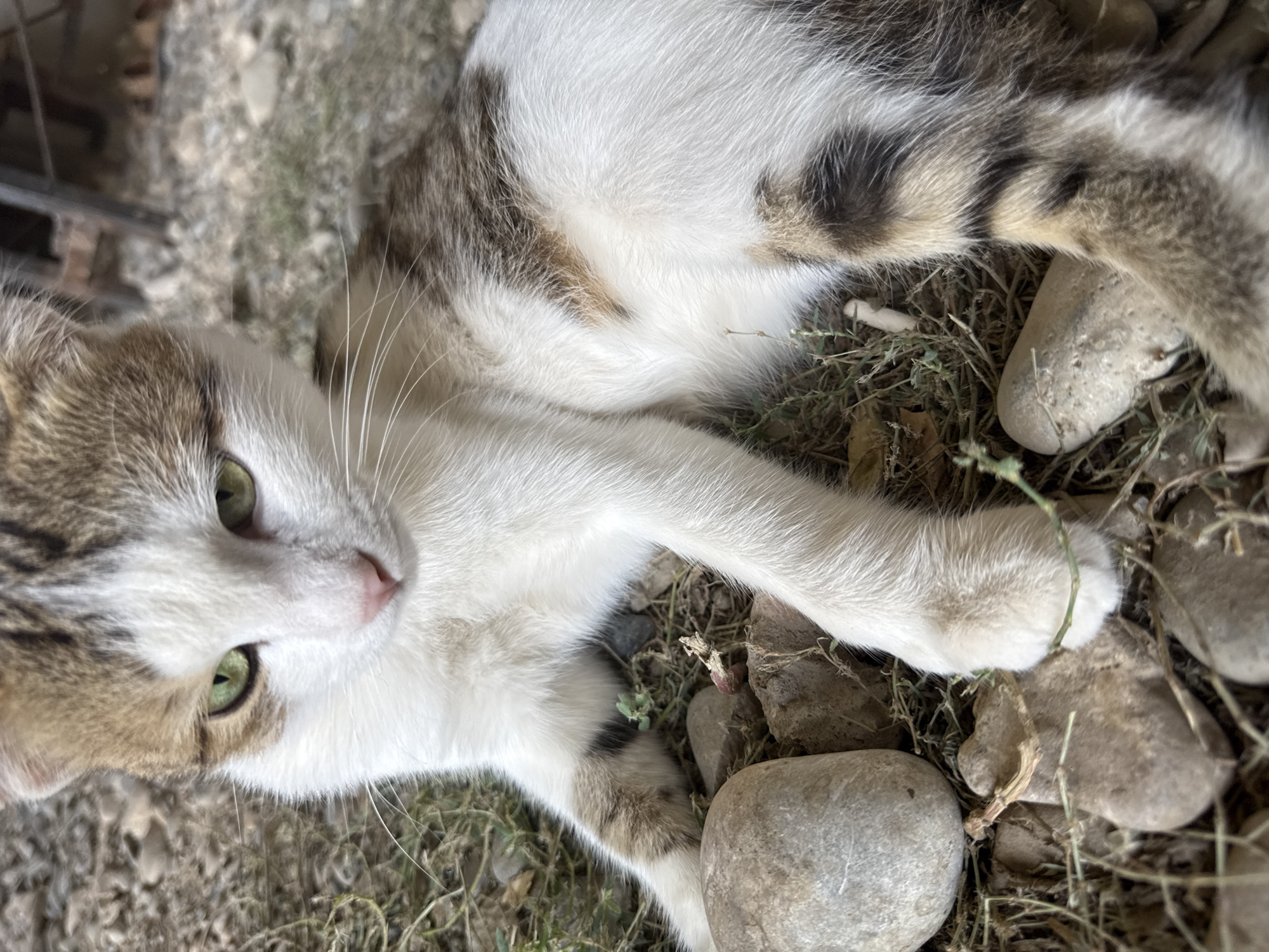 A domestic shorthair cat with white, brown, and black tabby markings lies on the ground amidst dirt, rocks, and dried grass. The cat is positioned in a relaxed pose, with its front paws extended forward and its body slightly turned. Its eyes are open and green, and its ears are pointed forward. The background shows a blurred image of rocks and sparse vegetation. The lighting suggests an outdoor setting during the daytime.