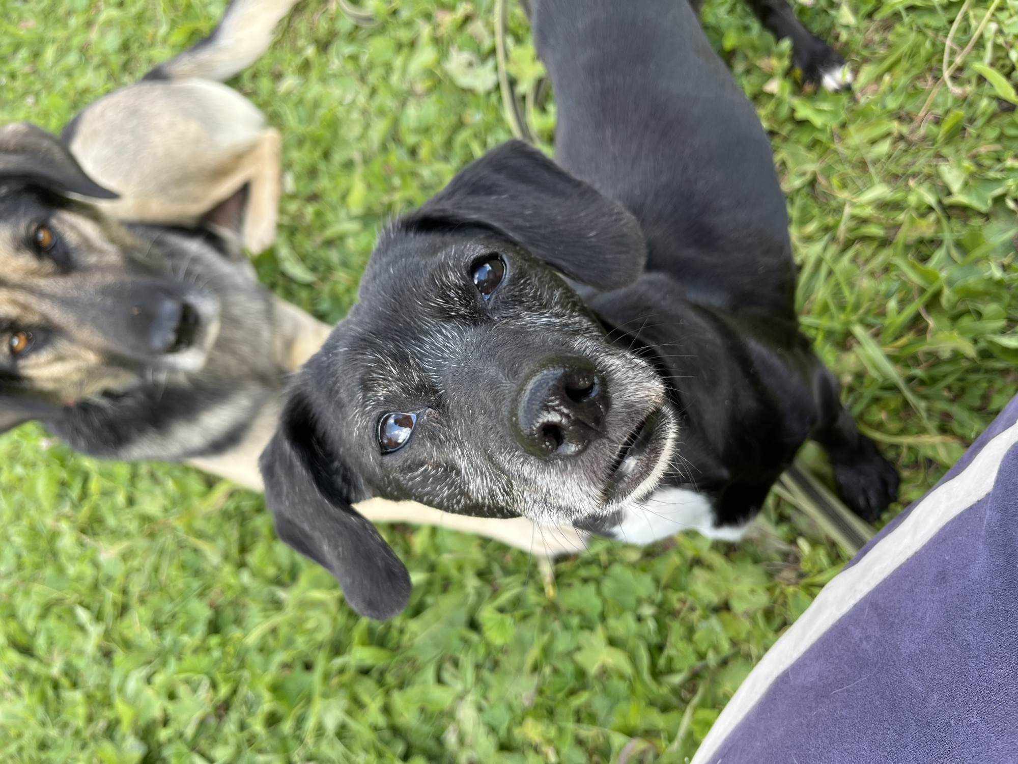 Two dogs are present in a grassy outdoor environment, likely a park or backyard. In the foreground, a black and white dog with grey hairs around its muzzle looks directly at the camera with a slightly open mouth. Its ears are flopped down. Behind it, a larger dog with tan and black fur is lying down and partially visible, also looking towards the viewer. The ground is covered with green grass. The image does not contain any information that would allow for its location to be identified as Nizhny Tagil, Russia.