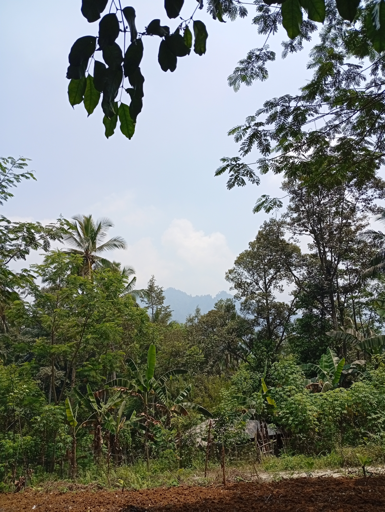The image depicts a lush, overgrown tropical landscape, possibly in the vicinity of Cisitu, Indonesia. In the foreground, a patch of tilled, reddish-brown soil suggests recent agricultural activity. A dense array of varied greenery dominates the midground and background, featuring numerous trees with diverse foliage, including what appears to be banana plants with their large, broad leaves. Several tall trees with thick canopies rise above the undergrowth, and in the distance, a hazy mountain range is visible against a pale blue sky with scattered clouds. The scene is characterized by abundant vegetation and a rustic, natural environment. No people or animals are visible in the frame.