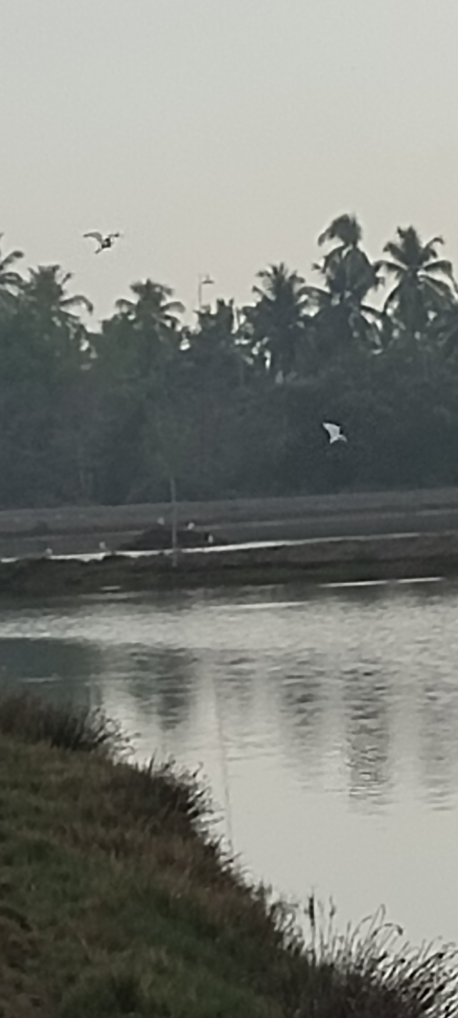 The image depicts a serene natural landscape, likely a rural area near Lhokseumawe, Indonesia, characterized by a body of water in the foreground and a dense line of trees, predominantly palm trees, forming the background. The sky is overcast, casting a muted light on the scene. Two birds are visible in flight: one is small and positioned in the upper left quadrant of the image, with its wings spread. The other, larger bird, is in the mid-right, also with wings extended, appearing to be in mid-flight. In the middle ground, a thin strip of land separates the water from the trees, with what appear to be small structures or mounds on it, and several white birds are standing on this strip of land. The foreground features a grassy embankment sloping down to the water's edge, with tall reeds or grasses growing along the bank. The water itself reflects the subdued light of the sky, creating a shimmering effect. The overall atmosphere is one of tranquility and natural beauty.