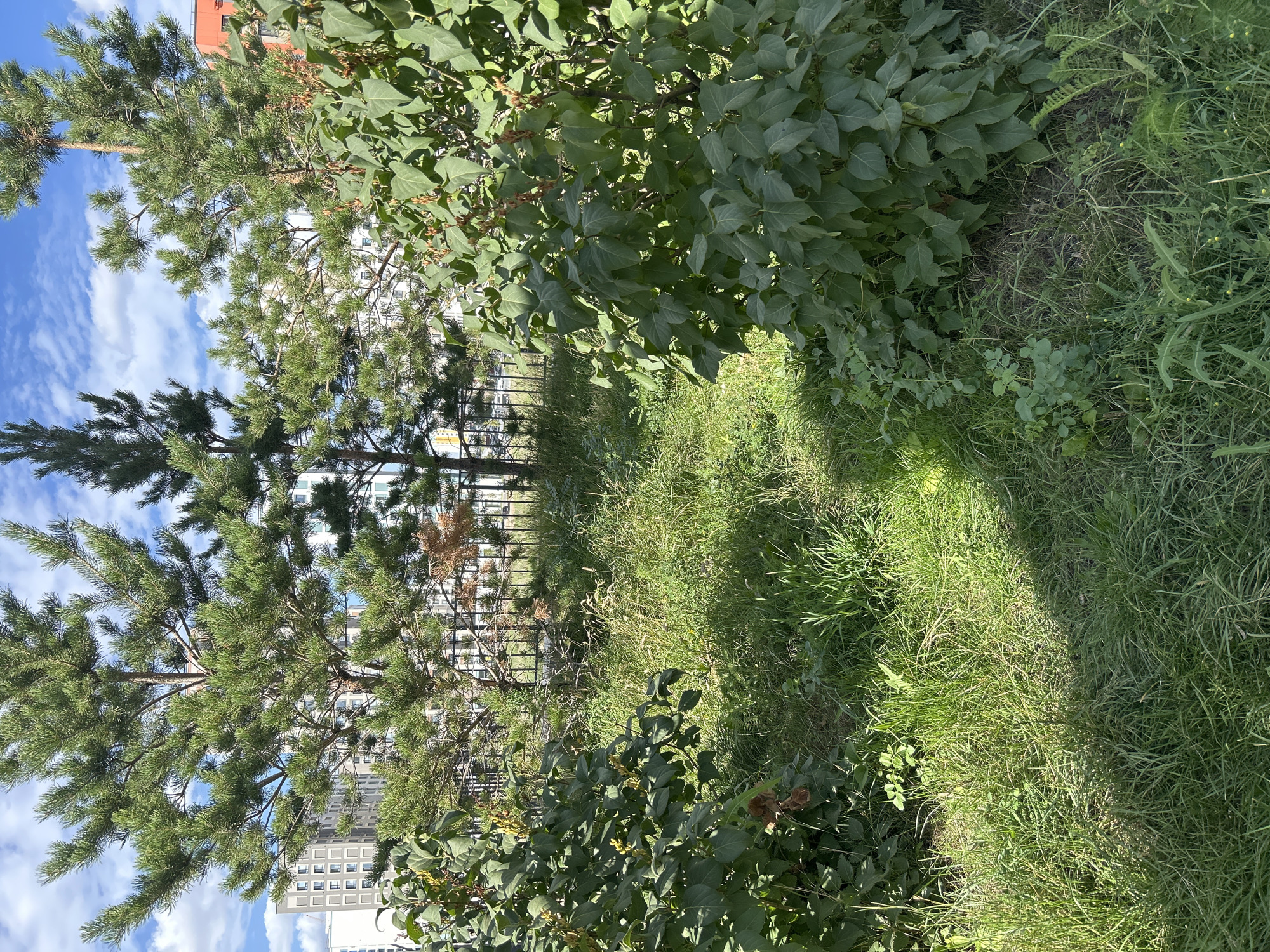This is a photograph taken outdoors in a grassy area with trees and buildings visible in the background. The scene appears to be in a residential area within the city of Astana, Kazakhstan, judging by the architectural style of the buildings and the type of vegetation.
In the foreground, there is a path or clearing surrounded by lush green grass and foliage. On the left and right sides of the foreground, there are large, bushy green plants, some with small buds or seed pods visible. The grass is tall and somewhat overgrown in places, with some dry, yellowish blades mixed in. Sunlight casts shadows across the grass, indicating it is daytime.
Behind the foreground vegetation, a dark metal fence is visible, separating the grassy area from the background. Beyond the fence, several tall evergreen trees, likely pine trees, stand prominently. Their branches are full of green needles.
In the middle ground and background, modern residential buildings are visible. These buildings are multi-story structures with numerous windows. One building on the far right has an orange facade. The sky above is blue with scattered white clouds.
There are no people or animals visible in the image. The overall impression is one of an urban green space, possibly a park or a courtyard area within a residential complex, in Astana.