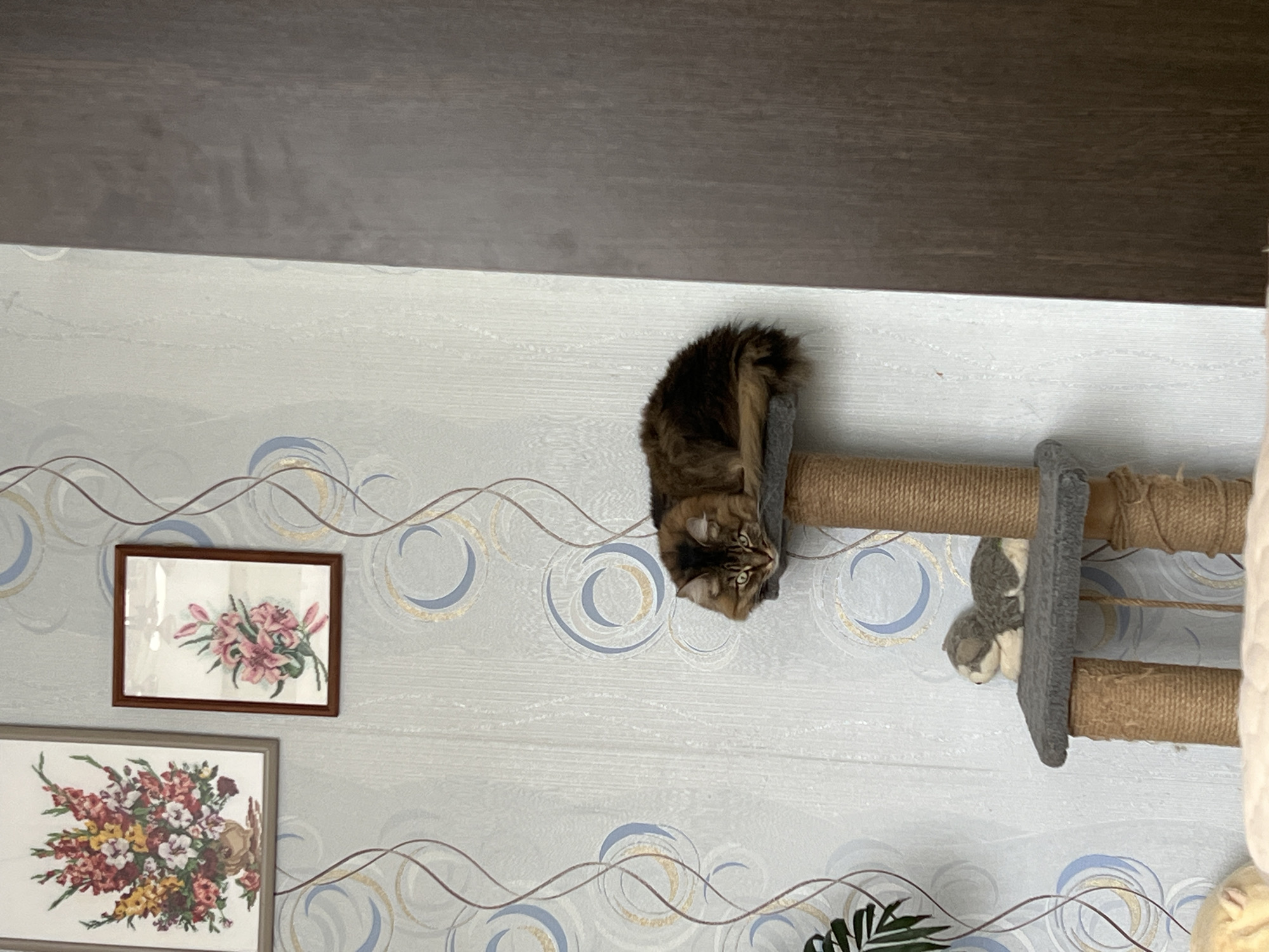 A medium shot shows a brown tabby cat laying on a cat tree in a room in Chaikovsky, Russia. The cat is on a sisal-wrapped post of the cat tree. The background is a wall with wallpaper that features blue and gold concentric circles. On the wall are two framed floral arrangements. The top of the image shows a dark brown wood surface, likely a ceiling or cabinet. The cat tree is made of sisal rope and gray carpet.