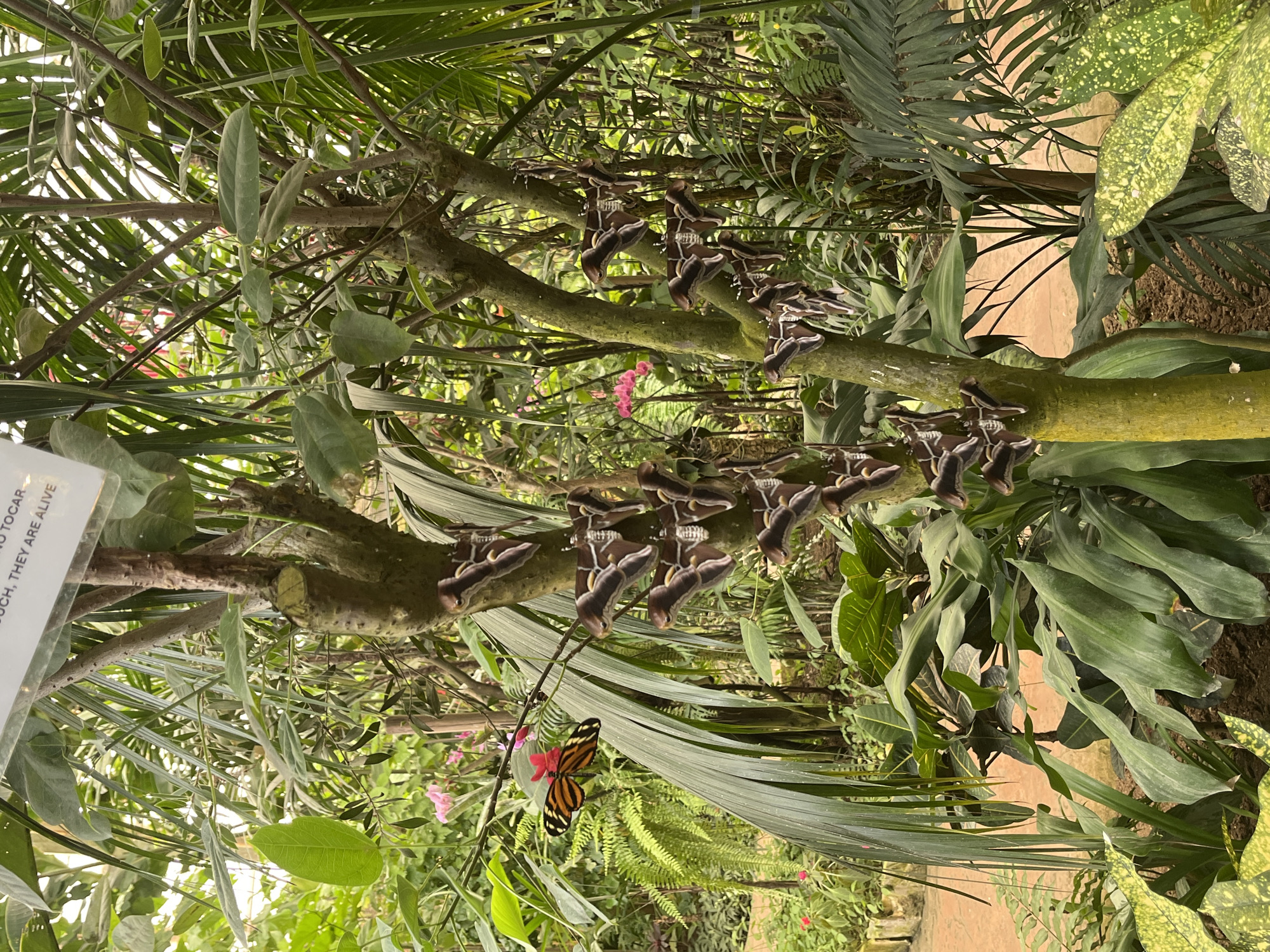 This indoor scene, likely from a butterfly exhibit in Benalmádena, Spain, features a close-up of a tree branch covered in brown and white pupae. A butterfly with orange, black, and white markings is perched on a flower near the base of the branch. The background includes various green plants and foliage.