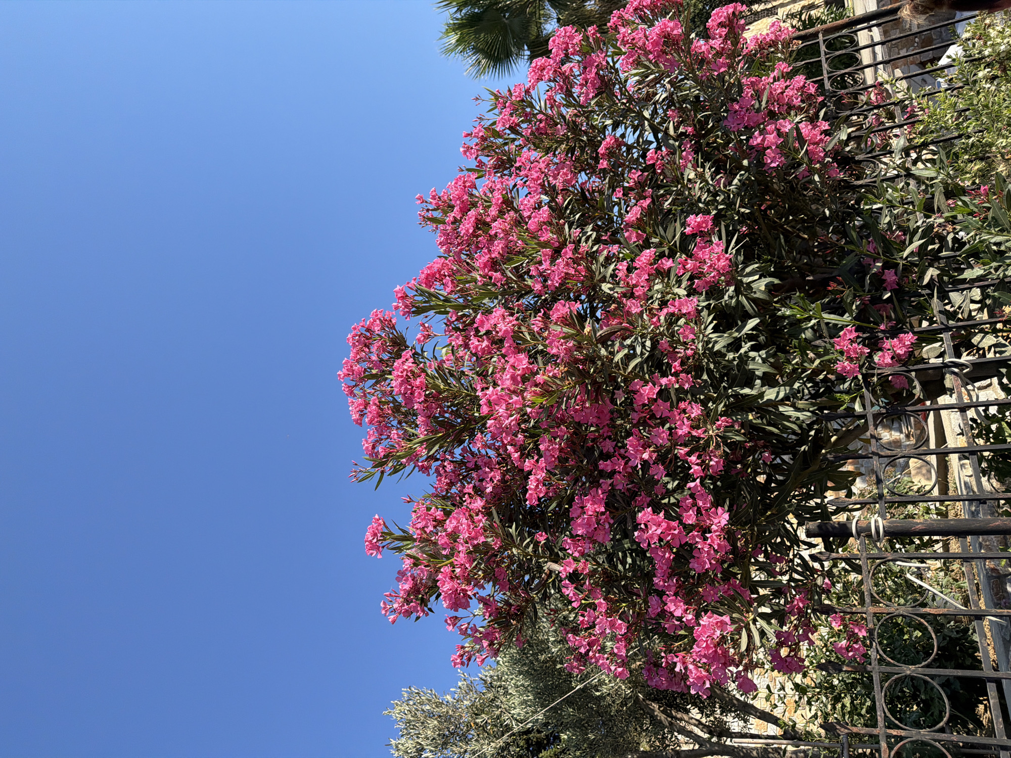 A vibrant oleander bush, laden with bright pink flowers, dominates the center of the frame, set against a clear blue sky. To the left, the silvery-green leaves of an olive tree are visible, and to the right, a palm frond peeks into the upper right corner. A black, ornate metal fence runs along the bottom of the image, separating the viewer from the flowering bush and the foliage behind it, which includes a stone wall. The overall scene evokes a sunny, Mediterranean atmosphere, characteristic of locations like Skiathos, Greece.