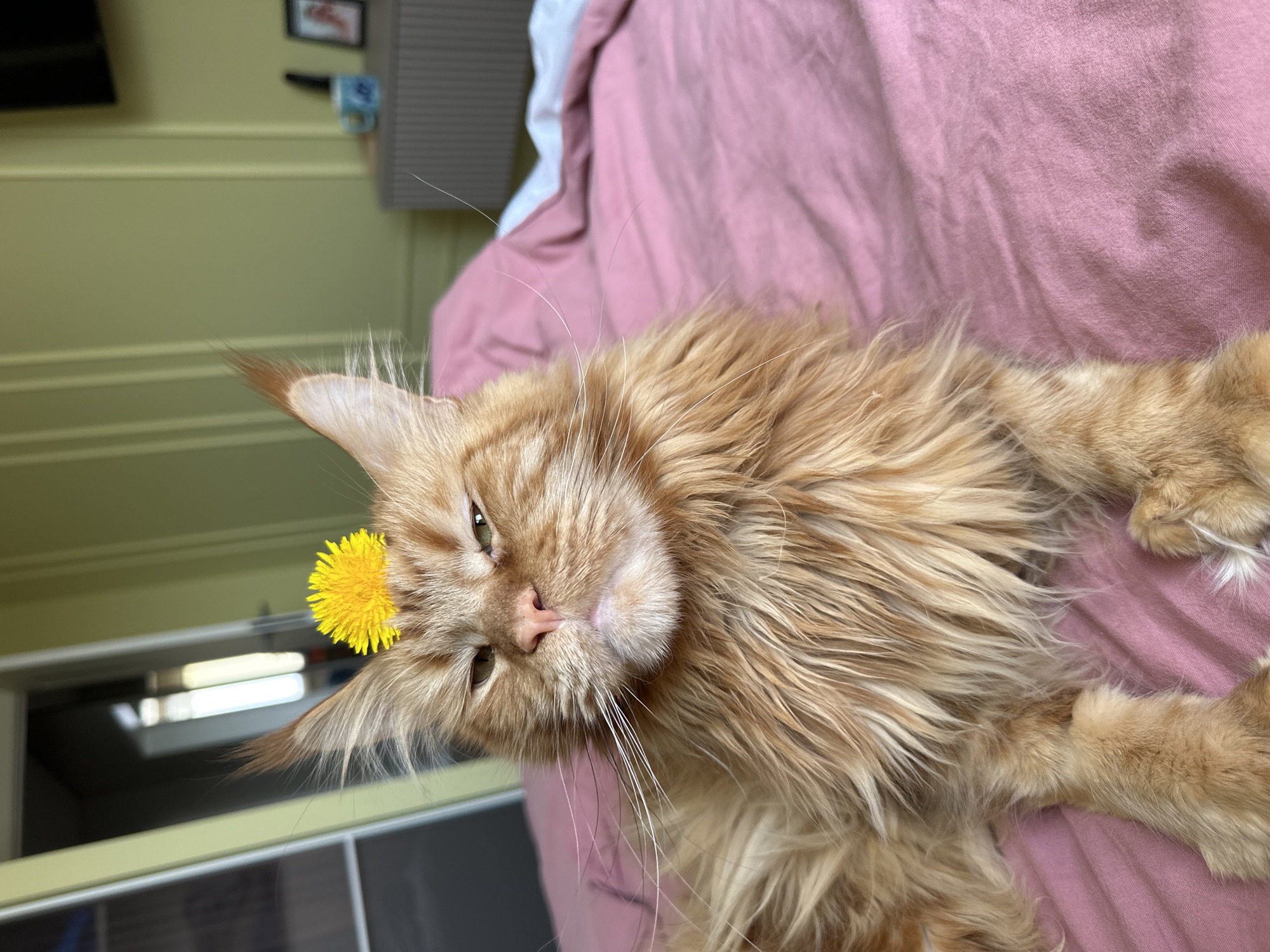 A golden Maine Coon cat is lying on a pink bedspread, with a dandelion flower perched on its head. The location is indoors, with a yellow wall visible in the background, and what appears to be a doorway or window revealing a brightly lit area. The scene is likely a home interior. The image does not provide information to determine if the location is Chaikovsky, Russia.