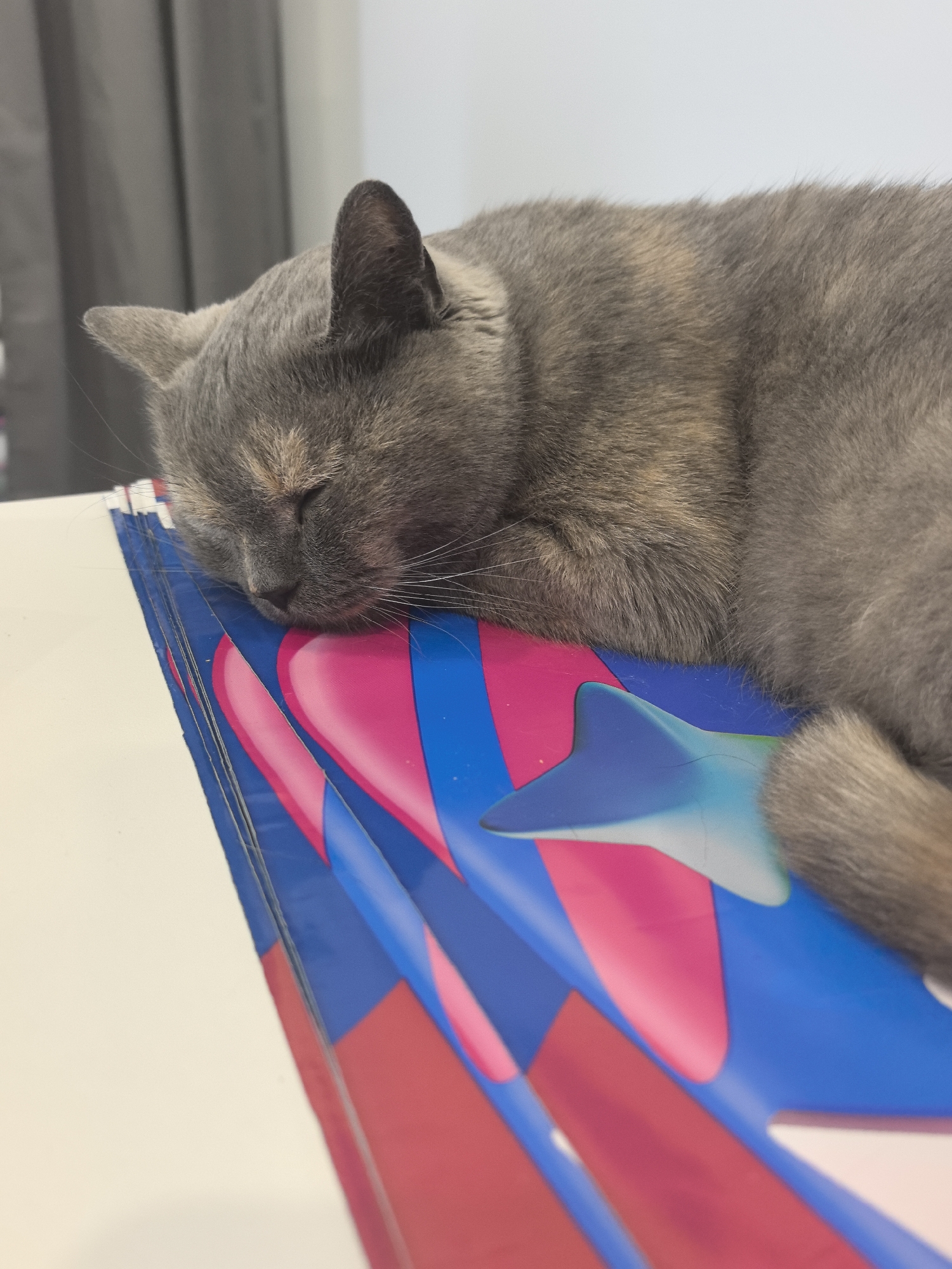A gray cat with tabby markings is asleep atop a stack of blue, pink, and red papers on a white surface. The cat's head rests on the papers, and its eyes are closed. The background is out of focus but appears to be a light-colored wall or curtain. The location in the city of Noviy, Russia, is not determinable from the image.