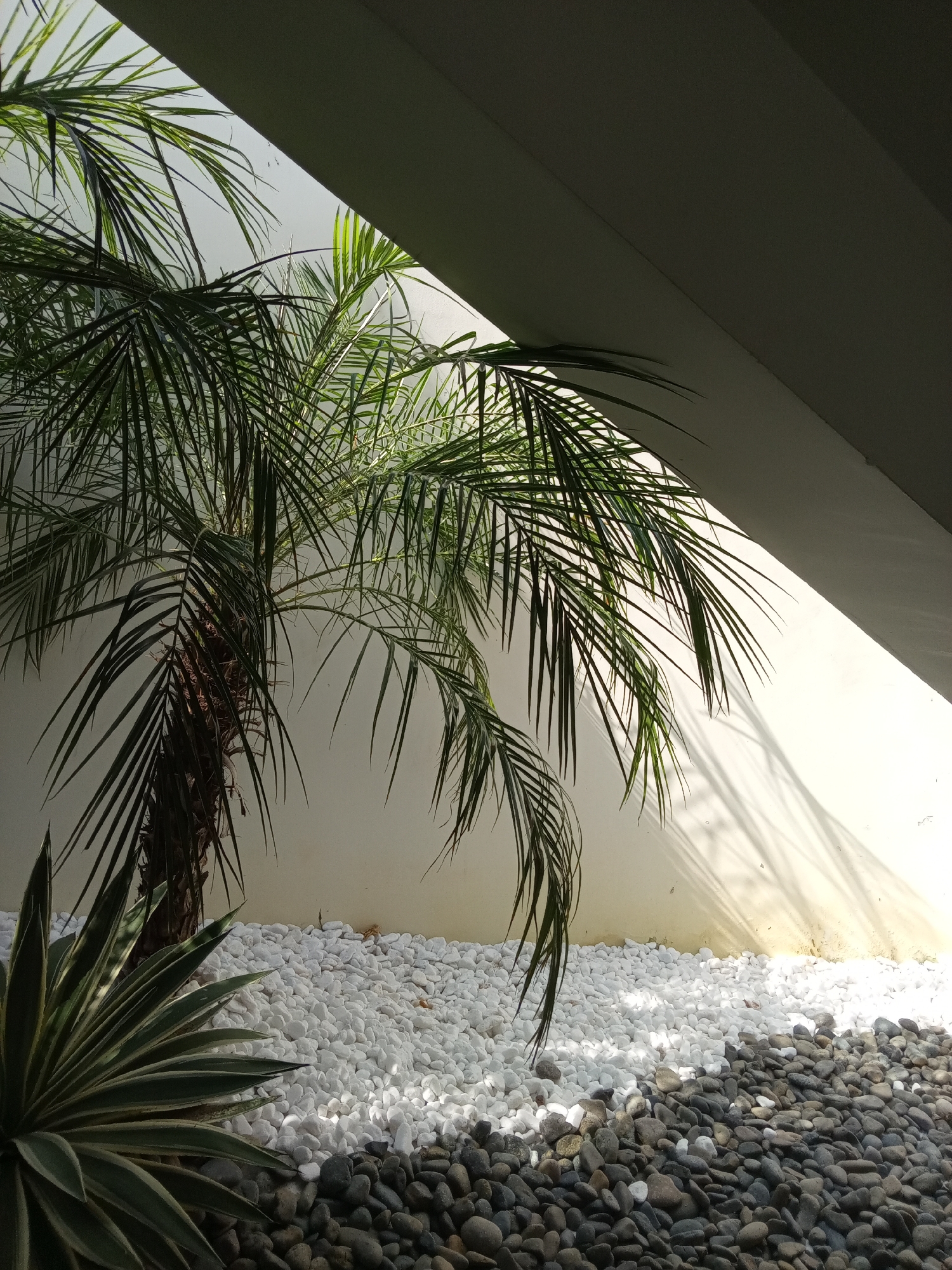 A view of a small garden at Bac Natural Heritage Area Trang, Vietnam, framed by a structural overhang. A small palm tree and a spiky plant are the main subjects, surrounded by a bed of white pebbles that transitions into dark grey stones. Sunlight casts a shadow on the white wall behind the plants.