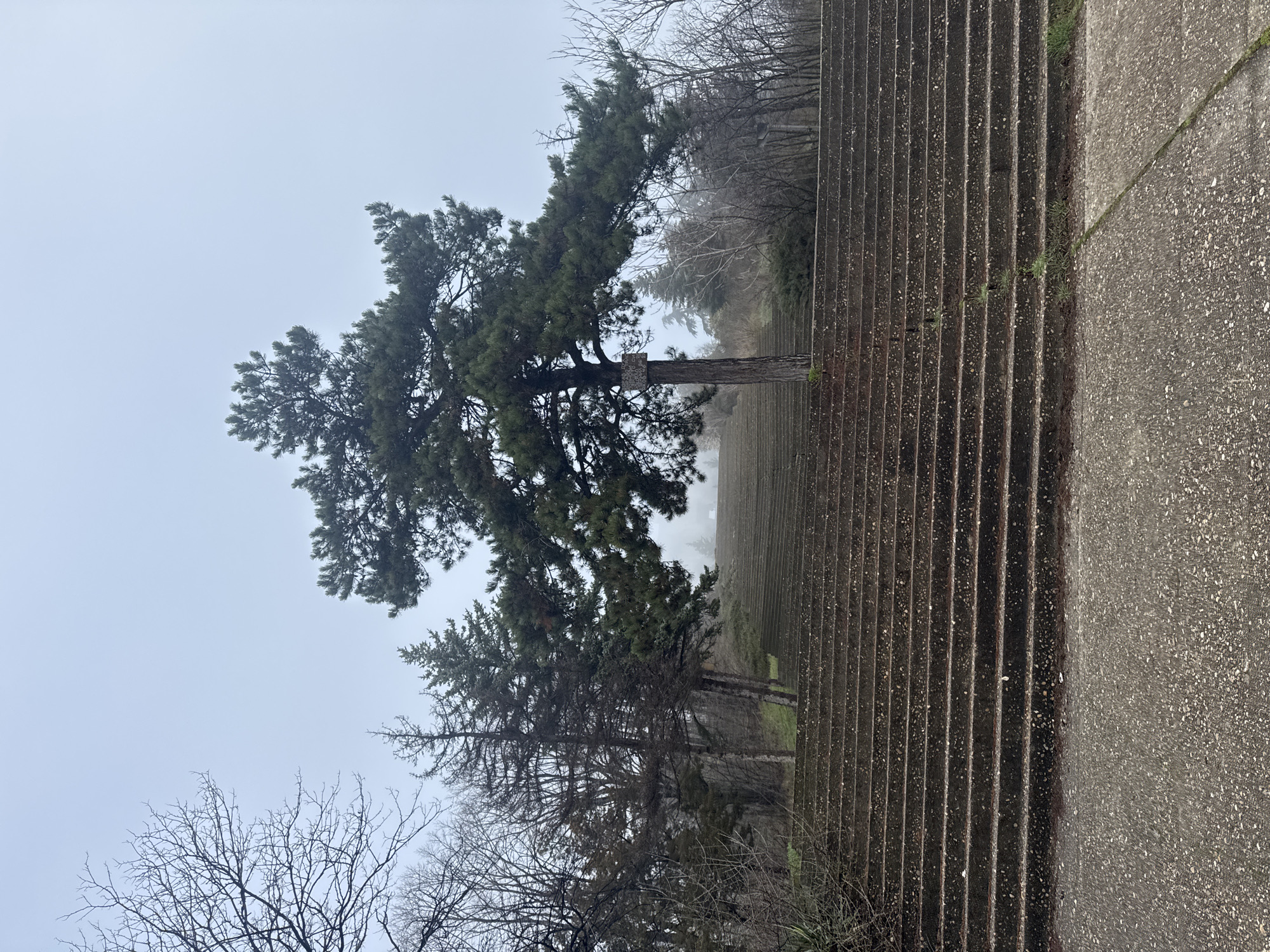 The image shows a scene from Varna, Bulgaria, featuring a set of concrete stairs leading down a hillside on a foggy day. A large pine tree stands beside the stairs, obscuring the view beyond. There are other trees, some bare and some with foliage, visible in the background and foreground. The sky is overcast and grey. No people are visible in the image.