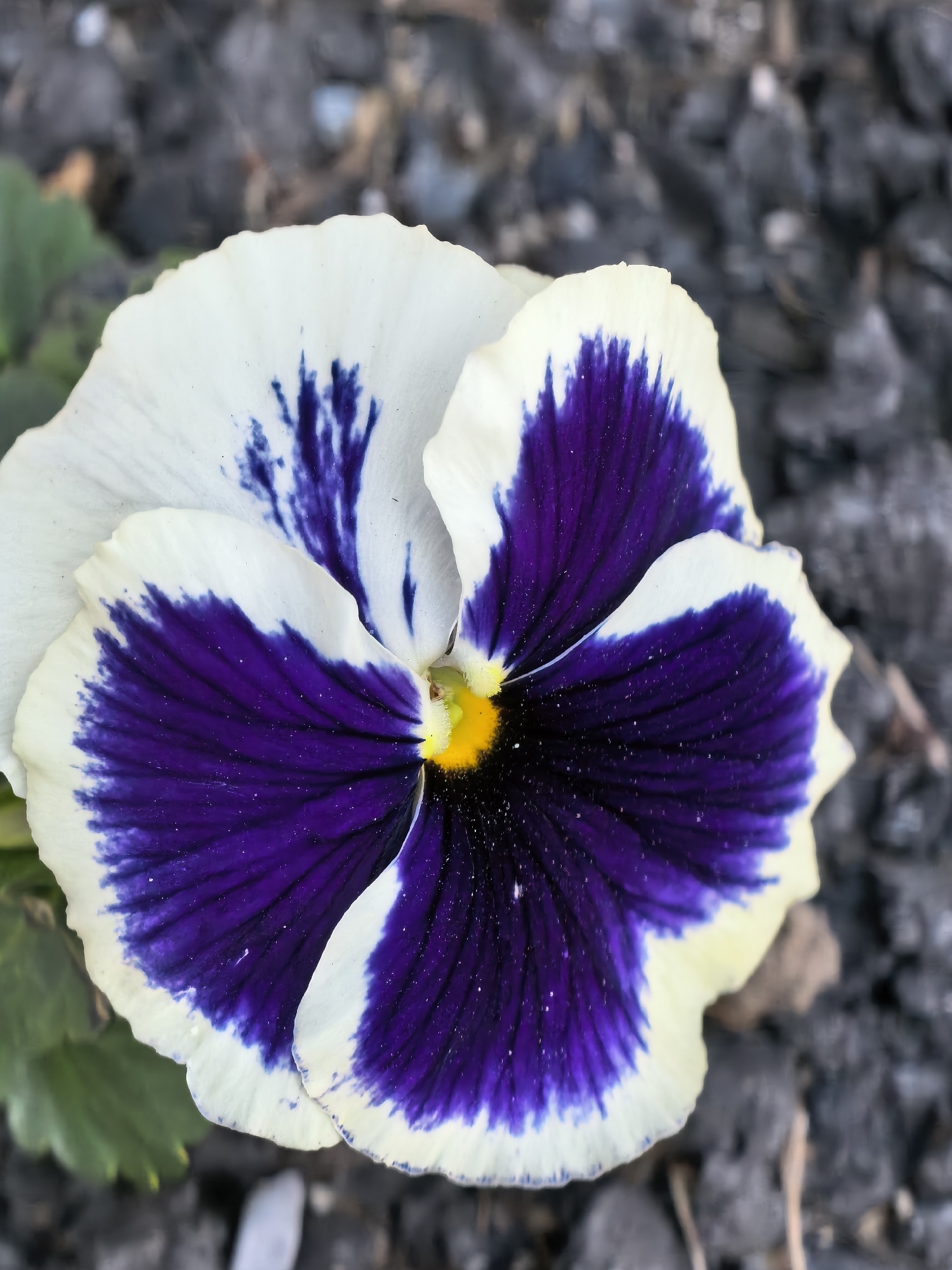 A close-up image shows a single viola flower with white and purple petals. The flower has a yellow center surrounded by black. The petals feature a dark purple section towards the center, transitioning to a white edge. The background is blurred, appearing to be dark soil or gravel. A few green leaves are visible near the flower's base. The photo appears to have been taken outdoors in natural light, with the focus sharply on the flower. Location information (city and country) is unknown.
