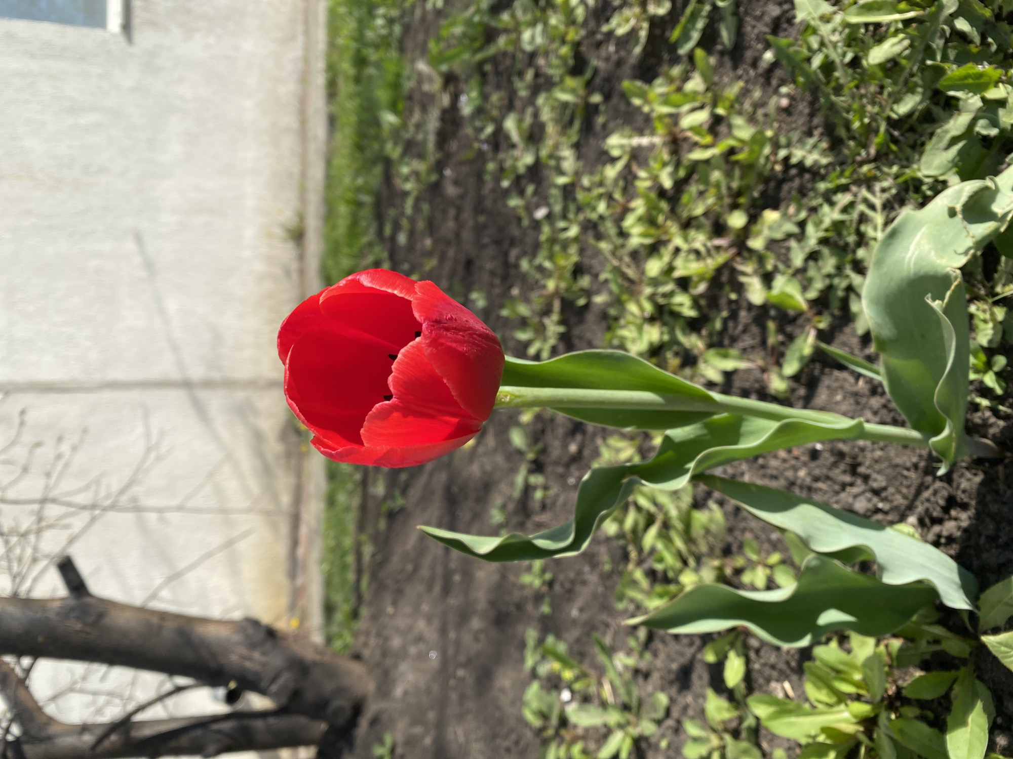 A red tulip is in focus, centered, and stands upright in a garden. The tulip is in bloom and its vibrant color contrasts with the green leaves surrounding the stem. The background consists of dark soil and small green plants. To the left of the tulip is a concrete wall and a dark, charred branch lies near the bottom edge of the frame. The image captures a bright, sunny day, likely in spring.
