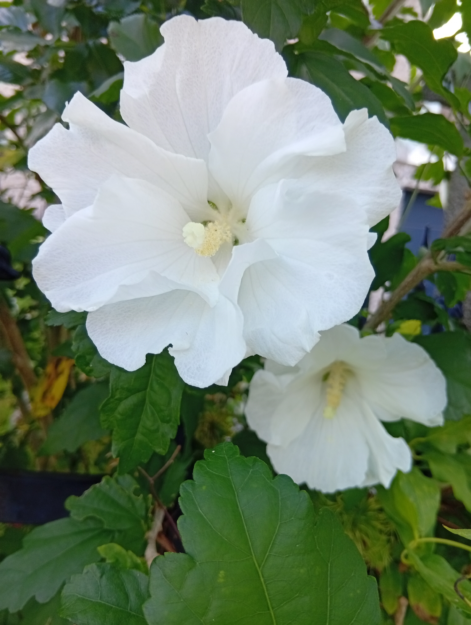 The image is a close-up, eye-level shot of two white hibiscus flowers. The larger flower, in the foreground, is predominantly in focus, showcasing its delicate, ruffled petals and a yellow stamen. The second, smaller flower is blurred and positioned below and to the right of the main subject. Lush green leaves surround the flowers, some in focus and others out of focus, creating a naturalistic background. The lighting suggests it is daytime, likely outdoors, with some dappled sunlight. There are no people or animals visible in the frame. The scene appears to be a garden or a park, and could plausibly be located in Wrocław, Poland, given the presence of flowering hibiscus plants in temperate climates.