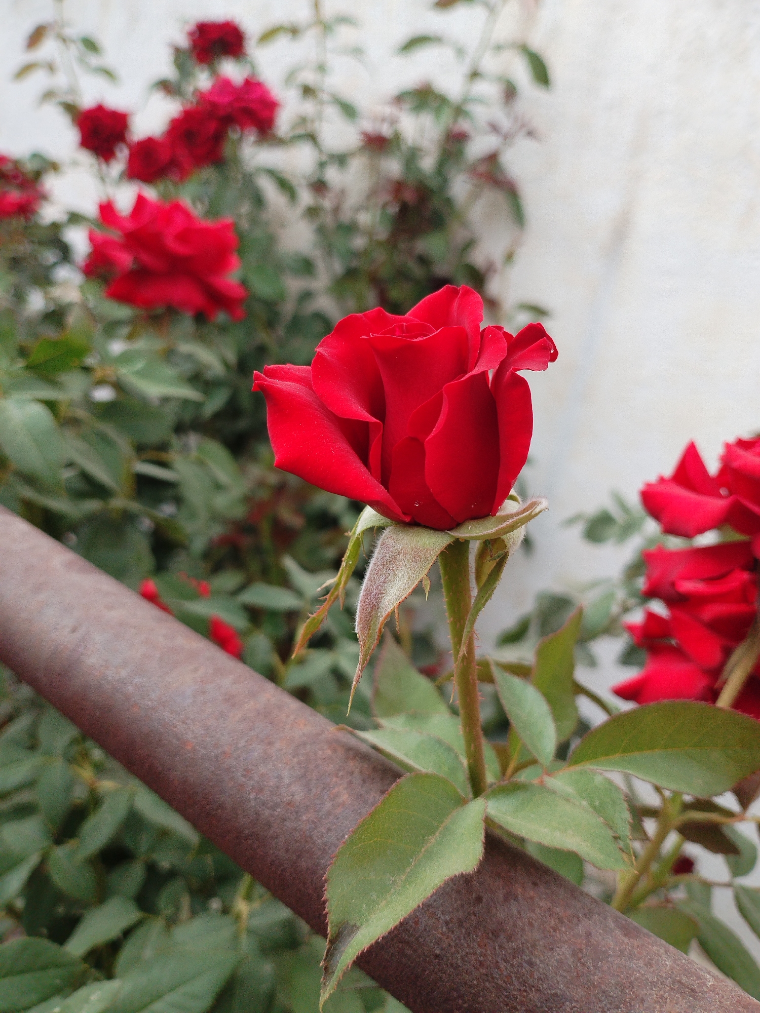 In Kyzyl-Kyya, Kyrgyzstan, a close-up shot focuses on a vibrant red rose with layered petals, its stem adorned with small thorns and fuzzy green sepals. The rose is positioned to the right of a rusty metal bar that diagonally traverses the frame from the bottom left. In the background, a cluster of similar red roses and blurred green foliage is visible against a pale, textured wall. The lighting suggests it is daytime, with soft natural light illuminating the scene.