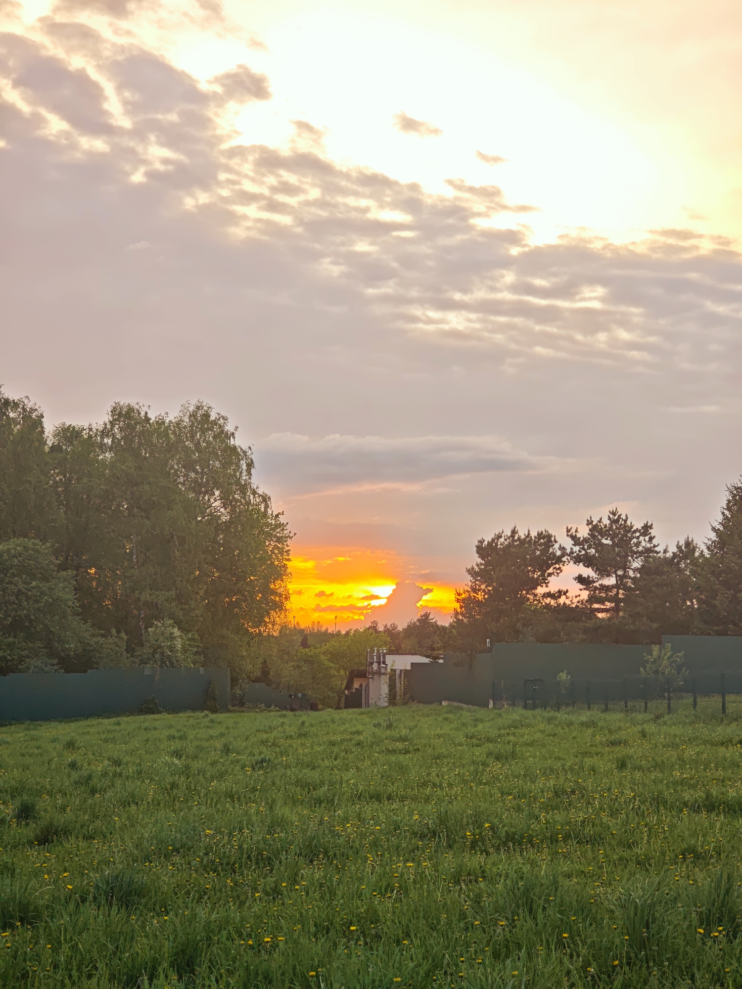 The image depicts a grassy field with dandelions under a cloudy sky in Ильинское, Russia, with a bright sunset visible between trees on the horizon. A dark green fence runs across the middle ground, separating the field from trees and a building in the distance. The sky is a mix of pink, orange, and white clouds, with the sunset appearing as a bright orange slit between the trees.