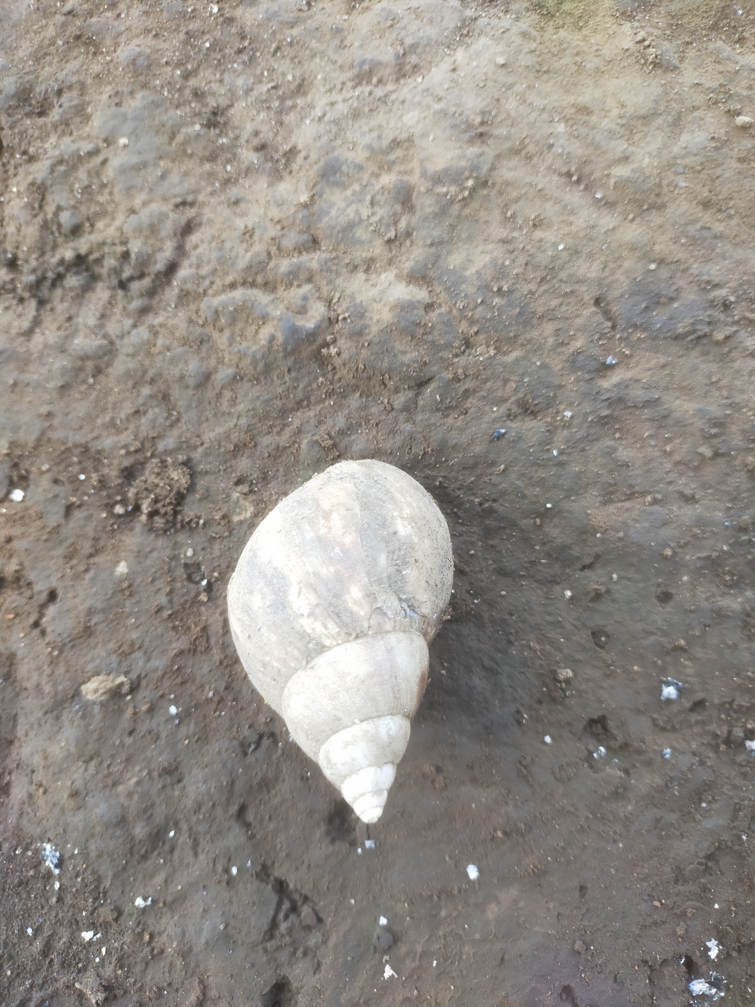 A light-colored snail shell is visible on dark, damp soil. The shell has a spiral pattern and appears to be empty. The soil is textured with small pebbles and debris. The image is an outdoor shot taken from a high angle. The location is not specified in the image.