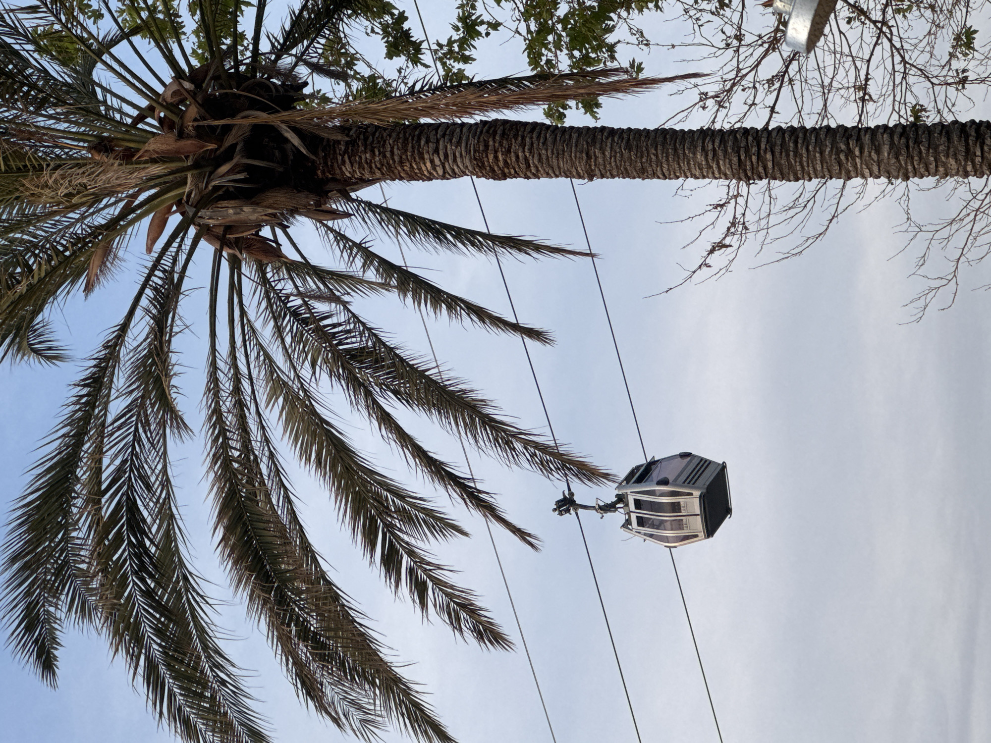 The image captures a low-angle view of a palm tree, a cable car, and a blue sky. The palm tree dominates the left side, with its trunk extending towards the upper right. Long, feathery palm leaves arch across the sky. A cable car is suspended from wires, located on the right side of the frame, between the tree and the sky. The sky forms the background, with a gradient of blue fading towards the horizon. The image is oriented vertically.
The location is likely a coastal or urban environment where palm trees and cable cars are common, possibly in Unknown, Unknown.