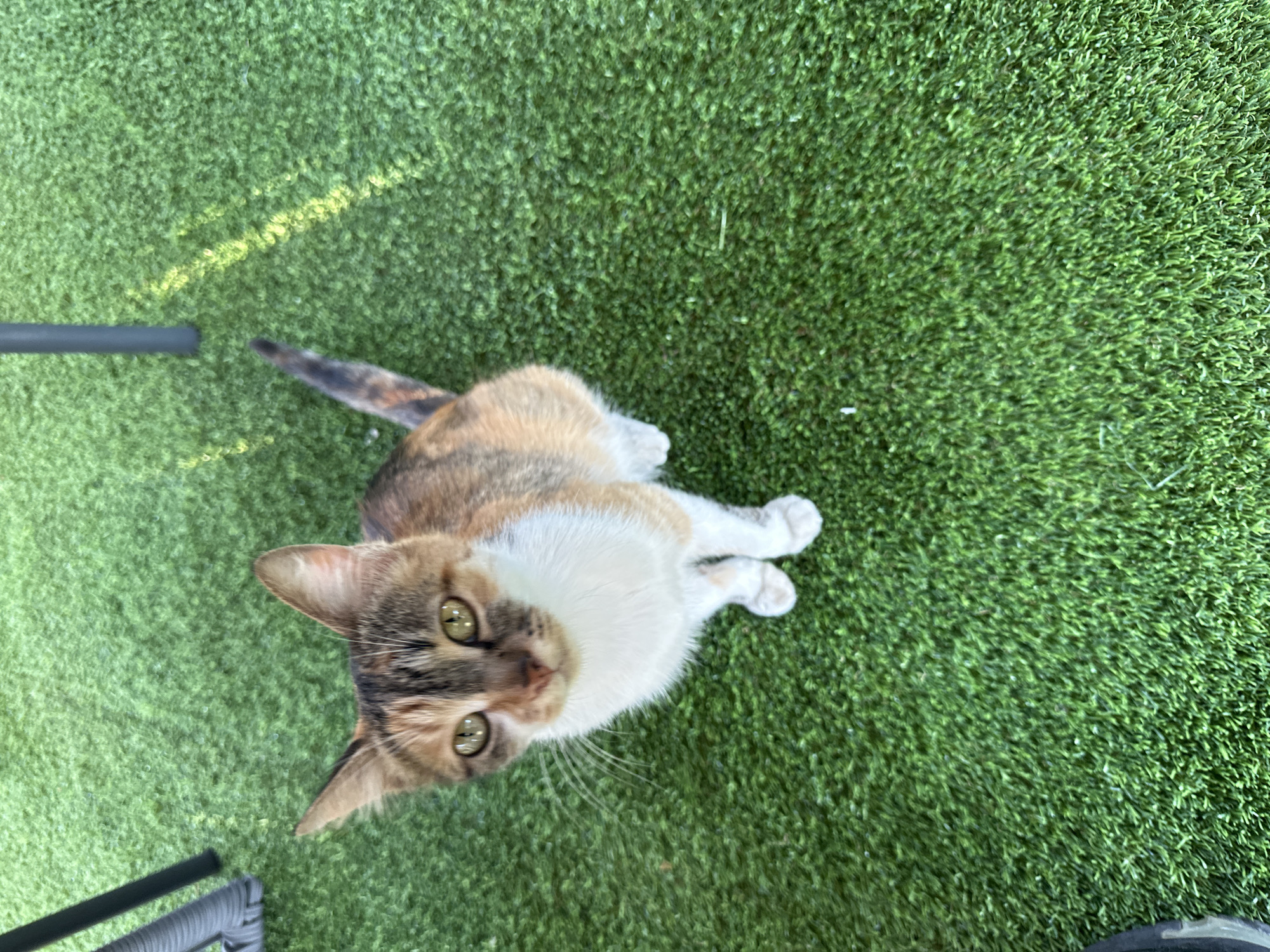 A calico cat is sitting on a patch of artificial turf. The cat is facing the camera and looking up. The cat has white, orange, and black fur. Its eyes are green. The artificial turf is green and appears to be outdoors. There is a black chair leg and part of a black shoe visible in the lower left corner of the image. There are some yellow marks on the turf to the right of the cat's tail, which may be a chalk line. The image does not provide information to determine its location in Ashtarak, Armenia.