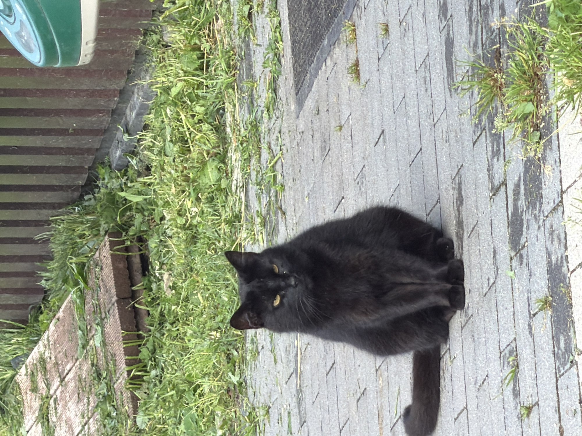 A black cat with yellow eyes sits on a grey brick pathway. The cat is facing the camera with its tail curled to its left. The pathway is surrounded by green grass and some cut grass is scattered on the bricks. In the background, a wooden fence is visible, and to the right, a portion of a green object, possibly a boot, can be seen. The scene appears to be outdoors in Vārpas, Latvia.