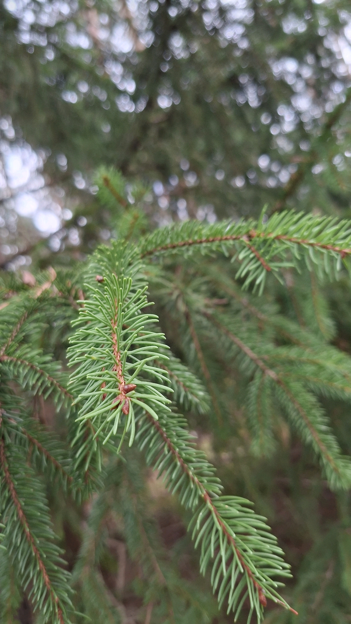 A close-up, low-angle shot focuses on a green fir tree branch in Winkelhaid, Germany. The branch is the primary subject, with its needles clearly defined and a reddish-brown stem. The background is softly blurred, showing more fir branches and out-of-focus bokeh lights, suggesting a natural outdoor environment. The image does not contain any people or indicate any specific actions or interactions. The overall impression is one of natural detail and texture of the fir tree.