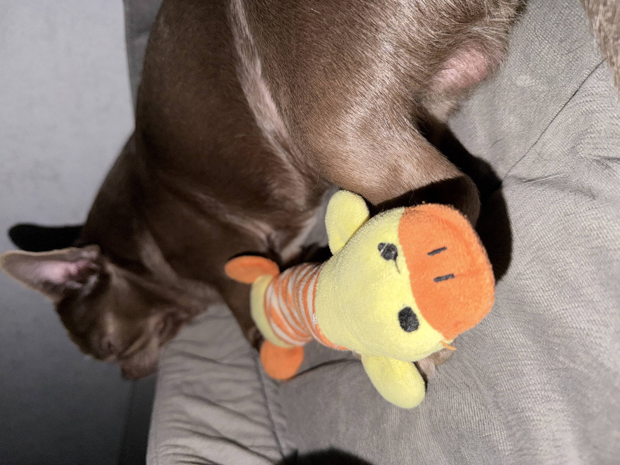 A brown chihuahua dog is curled up on a gray fabric surface, possibly a couch or bed. The dog is mostly visible from the back, with its head and ears visible on the left side of the image. A yellow and orange plush toy is lying near the dog. The background is out of focus, and the lighting is dim. There is no information to determine if this image was taken in Votkinsk, Russia.