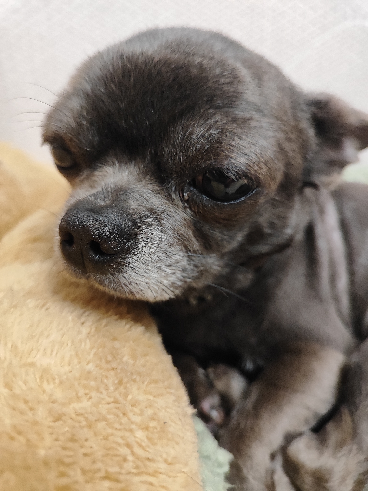 The image shows a close-up of a small, gray dog resting on a soft, beige blanket. The dog's head is turned to the side, and its eyes are partially closed, suggesting it is relaxed or sleepy. The dog's nose is prominent and black, with visible texture. The background is blurred, with hints of a light-colored wall and possibly other soft furnishings. There is no indication of the location in Almaty, Kazakhstan, or any other specific urban environment.