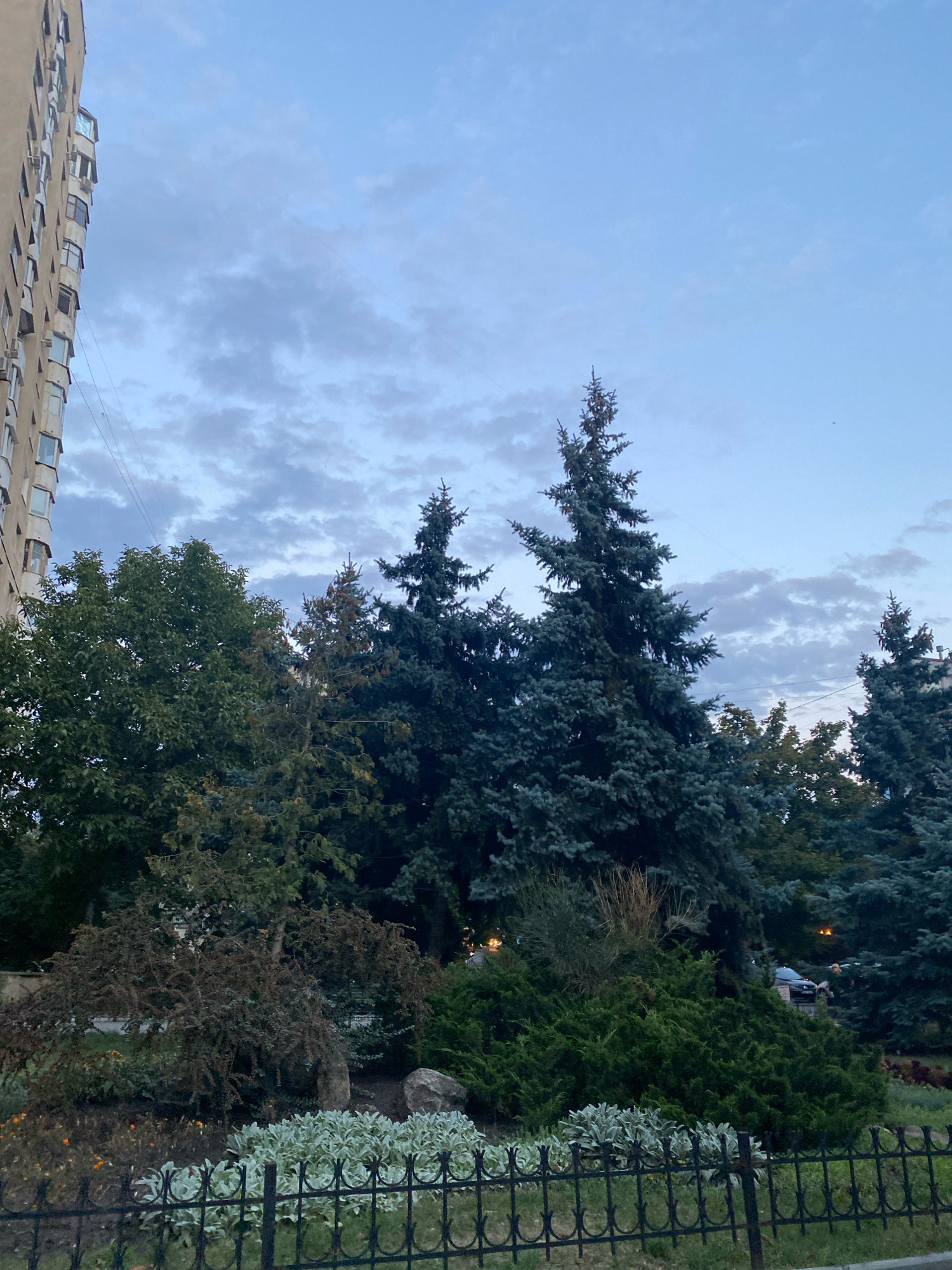 The image depicts an urban street scene in Chișinău, Moldova, with a tall, beige apartment building on the left side. The sky above is a pale blue with scattered, wispy clouds. In front of the building, a variety of trees are visible, including several tall, dark green coniferous trees with a distinctive conical shape and lighter blue-green needles, likely blue spruce. To the left of these, there are deciduous trees with full, dark green foliage. In the foreground, a neatly landscaped garden area is bordered by a black metal fence. This garden features low-lying, silvery-green plants, bushes, and some darker, more finely textured foliage. A large grey rock is also present in the garden. Further back, behind the coniferous trees, a dark-colored car and possibly some streetlights can be seen, suggesting the presence of a street or parking area. The overall impression is one of an urban residential area with an emphasis on green spaces.