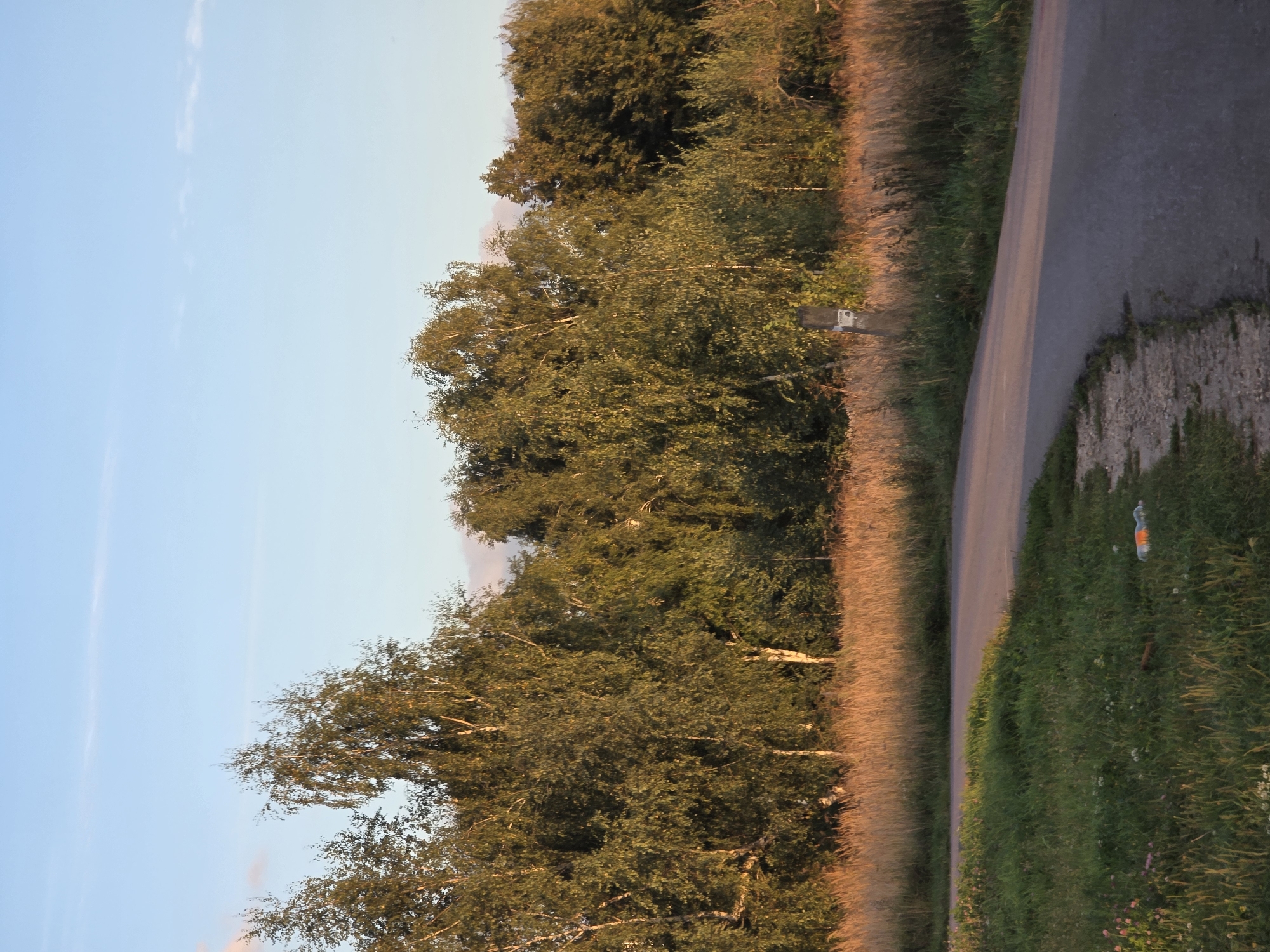 The image shows a road curving through a natural landscape with trees and tall grass. The sky is a pale blue with some wispy clouds. The trees appear to be mostly deciduous with light-colored bark, possibly birch trees, and are densely packed, forming a wall of foliage that separates the road from a background of darker trees. The ground on either side of the road is covered in green grass and dry, golden-brown grass. There is a light-colored object lying on the grass near the road, possibly a plastic bottle. A wooden post with some markings is visible in the tall grass near the edge of the trees. The lighting suggests it is late afternoon or early evening, with the sun casting warm light on the vegetation.