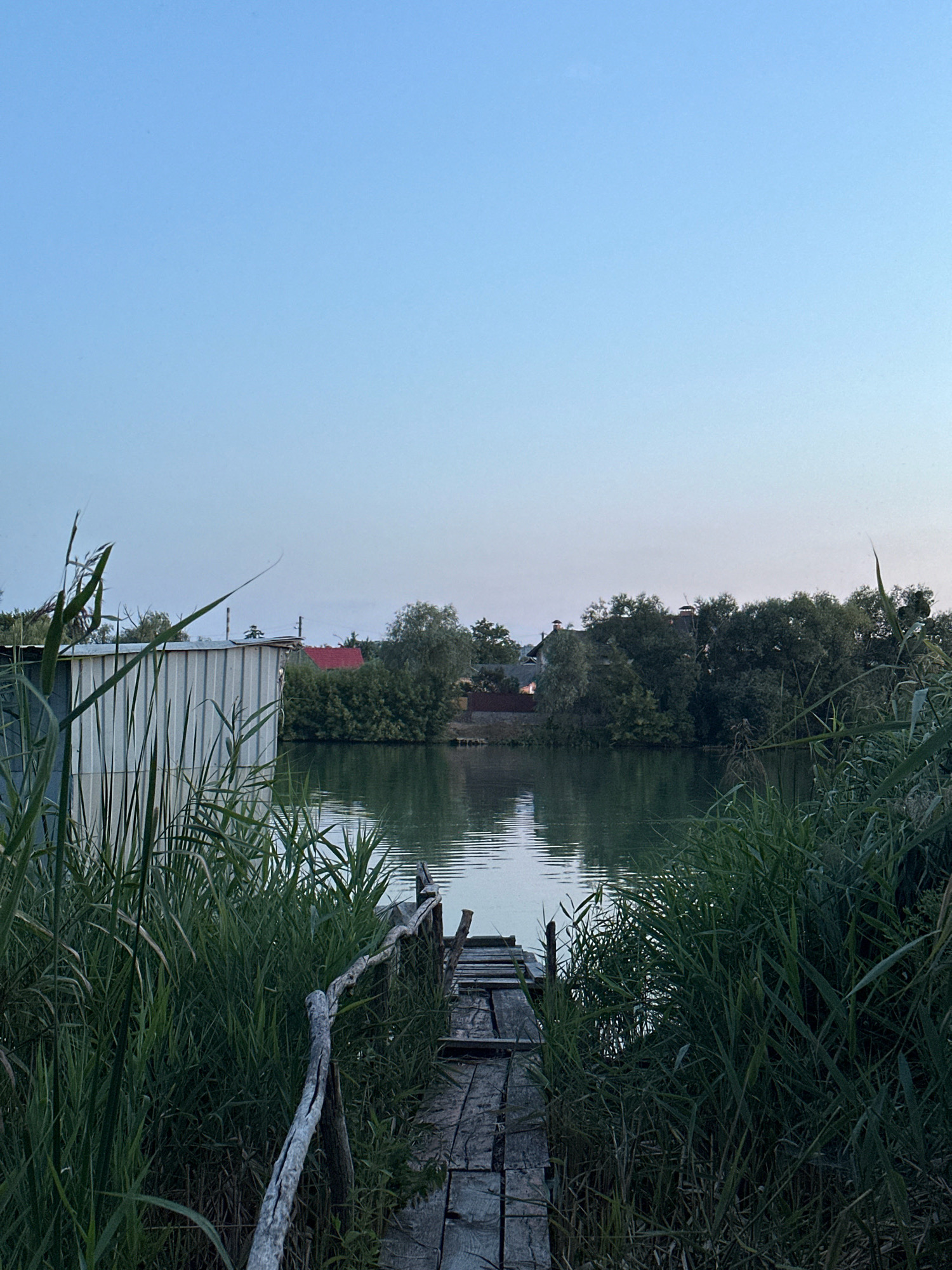 A vertical, eye-level, medium shot captures a serene lake scene at dusk, with a clear, light blue sky dominating the top half of the frame. The water's surface is calm, reflecting the faint light of the sky. A narrow wooden pier, showing signs of age and weathering, extends from the foreground into the water. Tall, green reeds and grasses flank the pier on both sides, creating a natural frame. On the left side of the image, a corrugated metal structure stands partially obscured by the reeds. Across the lake, a dense line of trees forms the backdrop, with the red roof of a building peeking through the foliage. The overall impression is one of natural tranquility and rustic charm.