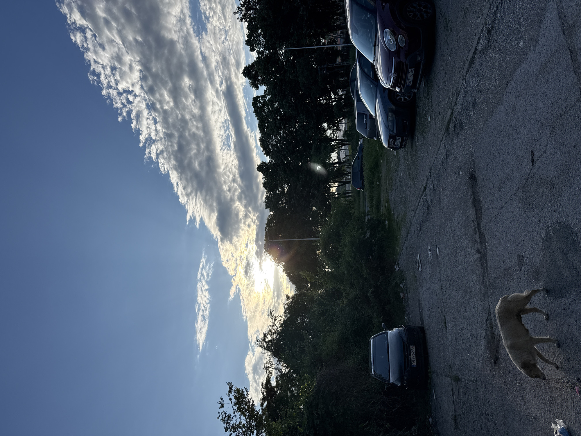 The image shows an outdoor scene in Lovech, Bulgaria. In the upper right, several cars are parked along a cracked asphalt surface. A dog is lying on the pavement. Trees and foliage are visible in the middle ground, obscuring the view. The sky is visible in the upper and middle left of the image, filled with clouds and sunlight. A single car is parked alone in the bottom right.