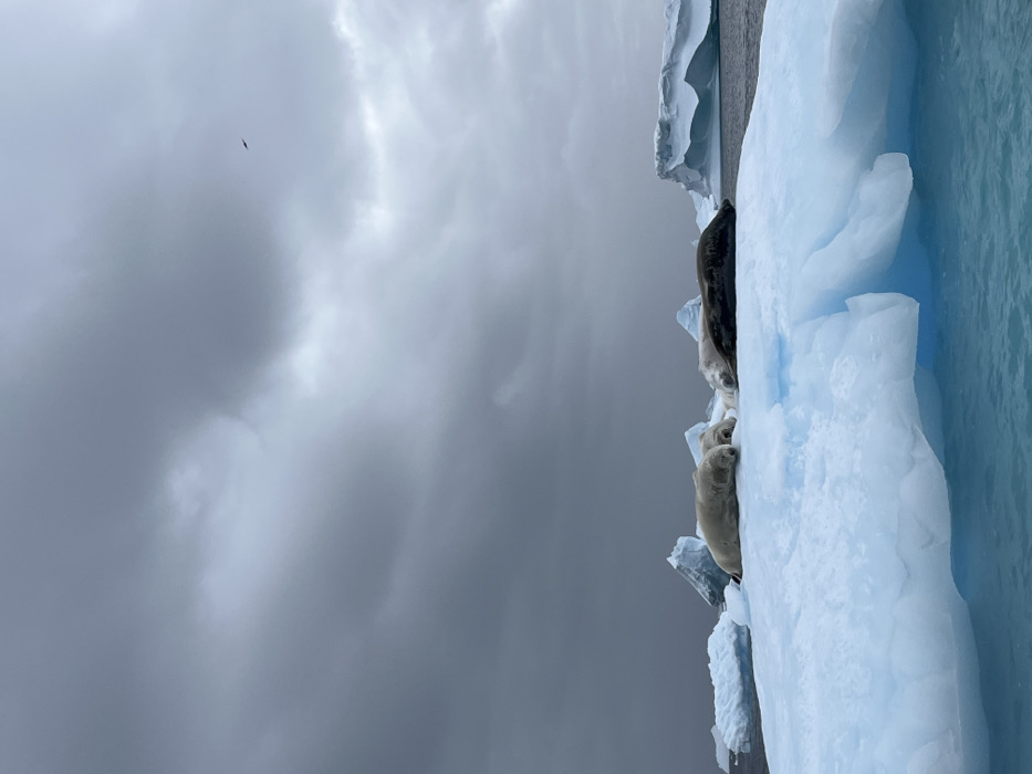 The image displays a serene yet stark polar marine landscape under a heavily overcast sky. Dominating the right side of the vertical frame is a massive iceberg, exhibiting distinct layers of white and vibrant blue ice. Several seals are seen resting on the flat top surface of this iceberg. Further back, a dark-colored seal is partially visible. Closer to the foreground, two lighter-colored seals, possibly crabeater or Weddell seals, are prominently featured, one appearing smaller, perhaps a pup, lying relaxed on the icy platform.
To the right of the iceberg, calm, dark blue-green water stretches out, characteristic of frigid ocean environments. The left two-thirds of the image are filled with a dramatic, textured sky, a mosaic of light to dark gray clouds that suggest heavy cover and cool weather. High in the upper left quadrant of the cloudy expanse, a small, dark bird is captured in flight. The scene evokes the remote beauty and tranquility of a polar region, strongly indicative of Antarctica. There is no visible text in the image.