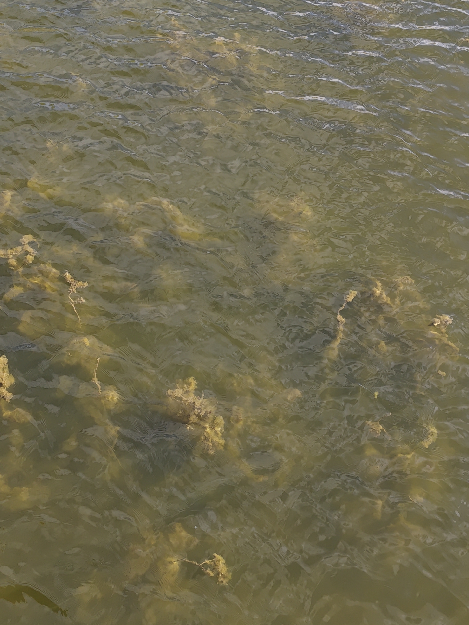 The image displays a tranquil scene of a body of water, likely a lake or pond, with substantial aquatic vegetation visible beneath its surface. The water is a murky, olive-green to brownish hue, suggesting a natural environment rather than clear, pristine conditions. Gentle ripples and small waves disturb the surface, creating an intricate pattern of light and shadow that reflects the ambient daylight.
Numerous clusters and strands of submerged plants, appearing in shades of lighter green and brown, are distributed across the visible expanse. These plants vary in form; some seem to be dense, bushy clumps rooted to the bottom, while others are elongated, wispy tendrils swaying with the water's subtle movements. Their presence indicates a healthy, albeit densely vegetated, aquatic ecosystem.
There are no people, animals, or man-made objects visible in the frame, emphasizing the natural and undisturbed character of the setting. The lighting suggests it is daytime, with diffused sunlight reflecting off the water's surface, creating soft highlights without casting harsh shadows. The overall atmosphere is one of natural serenity and quiet, focusing entirely on the interplay between water and plant life. This scene is observed in Ivano-Frankivsk, Ukraine.