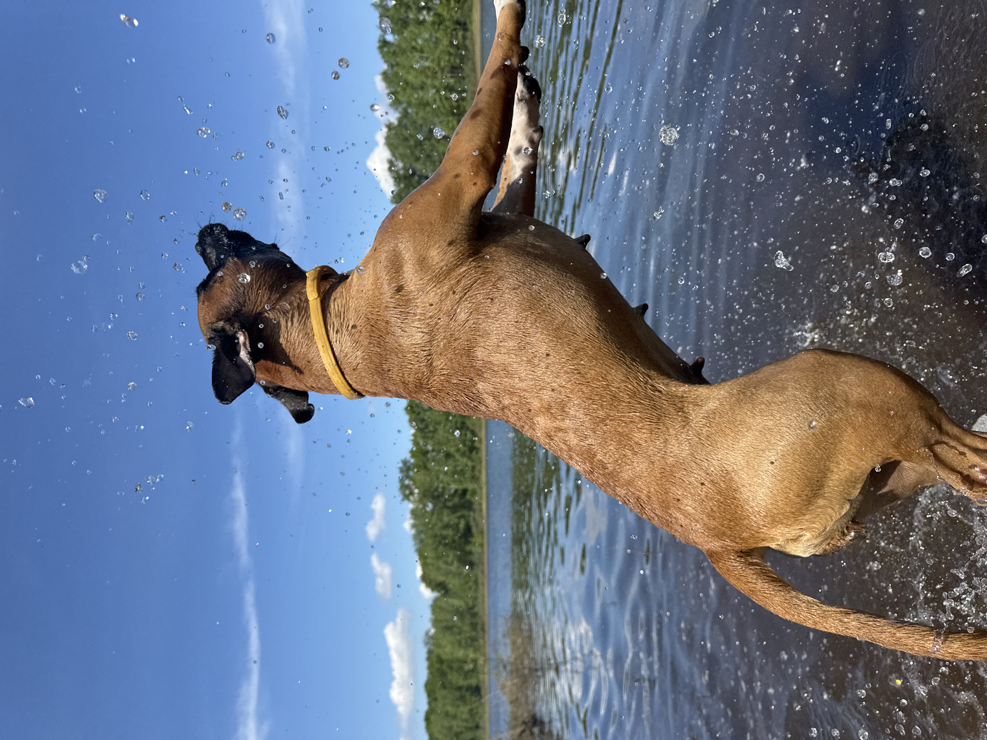 A dynamic, low-angle shot captures a brown dog, possibly a Boxer or similar short-haired breed, vigorously shaking off water, creating a cloud of water droplets around it. The dog is mid-motion, with its head slightly thrown back and its body arched, suggesting it is either leaping out of the water or powerfully shaking itself dry. It wears a bright yellow collar around its neck.
The setting is a natural outdoor environment on a clear, sunny day. Above the dog, a vast expanse of brilliant blue sky with a few wispy white clouds is visible. Below and behind the dog is a large body of water, likely a lake or wide river, with a dark, forested shoreline visible in the distance. The water surface shows ripples and reflections. The multitude of sparkling water droplets caught in the bright sunlight highlights the dog's energetic activity. The image conveys a sense of joyful, uninhibited play. No text is visible. The location context for this scene is Chaikovsky, Russia.