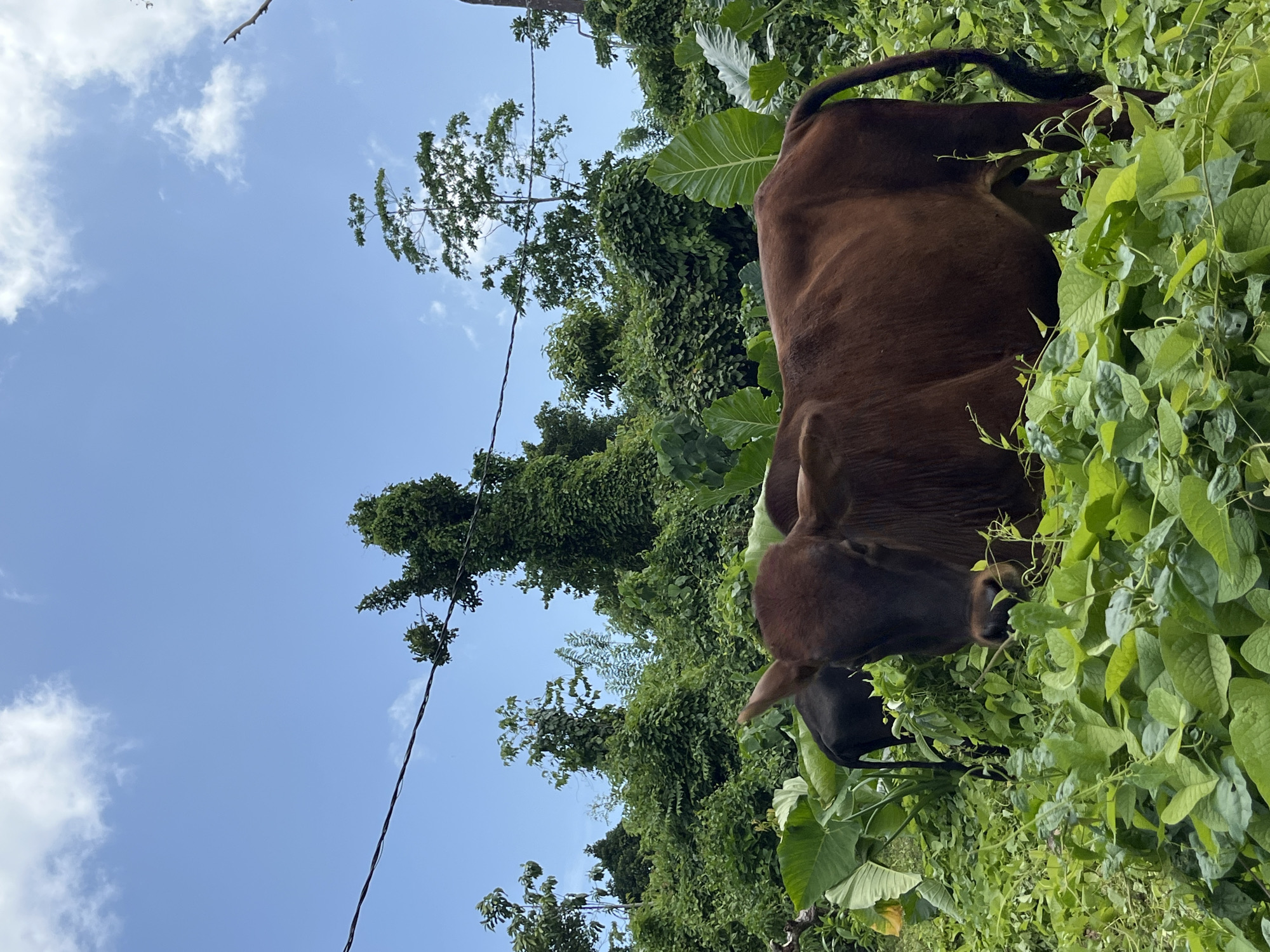 The image depicts a lush, verdant environment with abundant vegetation. Two cows are visible, one in the foreground and another in the background. The cow in the foreground is a reddish-brown color and is partially obscured by large green leaves. The second cow, visible in the background, is dark brown or black. The scene is set against a backdrop of dense green foliage, with several trees reaching towards a bright blue sky dotted with white clouds. A dark wire, likely a power line, stretches horizontally across the upper portion of the image. The overall impression is one of a natural, untamed landscape. This scene is located in Kathaluwa, Sri Lanka.
