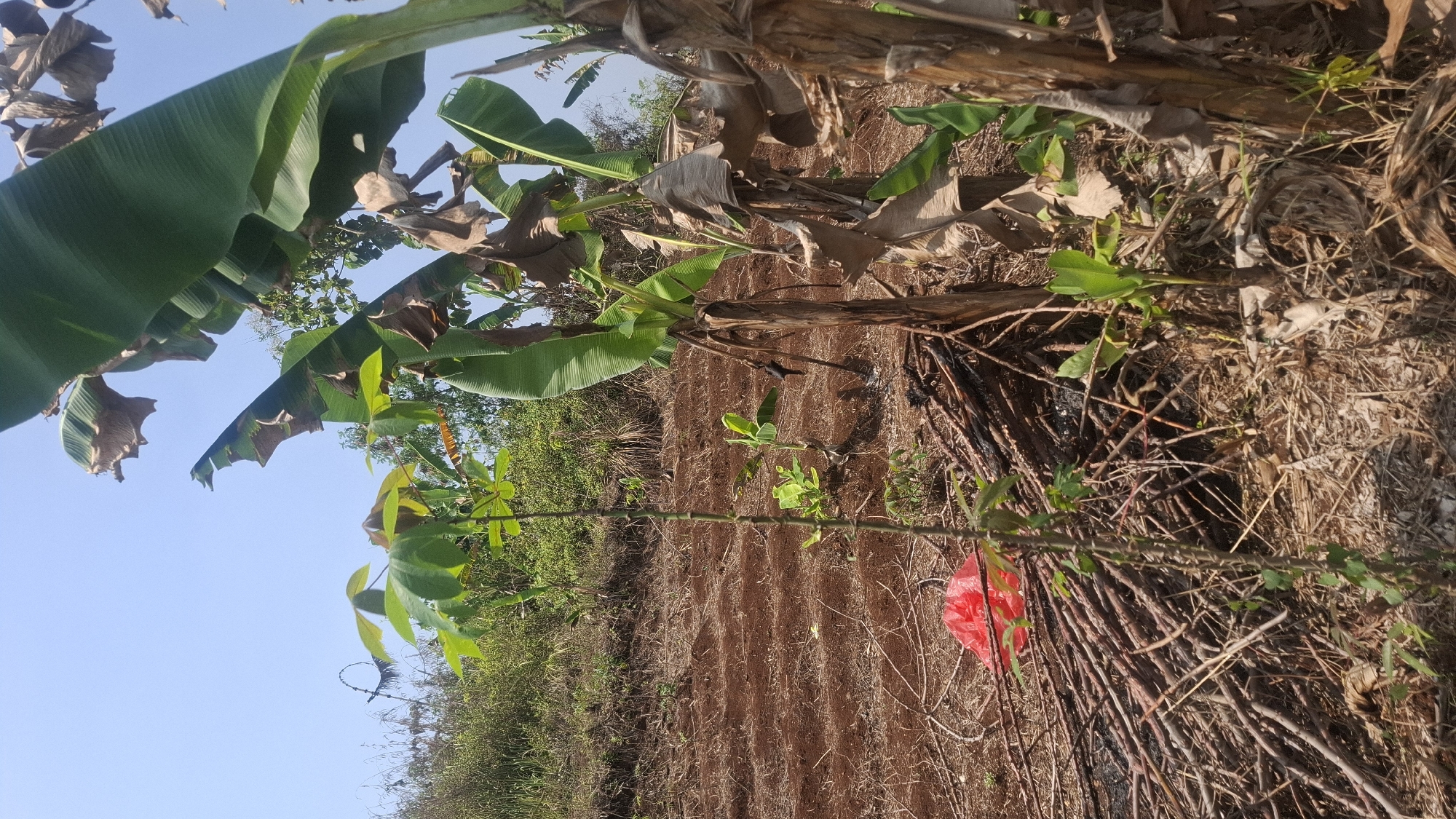 The image depicts an outdoor scene, likely a rural or agricultural area, under a clear blue sky. In the foreground, a young plant with green leaves stands tall, surrounded by a pile of dried branches and sticks. To the right, several banana trees are visible, with large green leaves and dried, brown foliage. The ground is covered with reddish-brown soil, tilled into rows, suggesting cultivation. In the middle ground, a bright red plastic bag is placed among the branches. Further back, a hillside covered with vegetation rises, and in the distance, more trees and foliage are scattered. The overall impression is one of a cultivated landscape, possibly a farm or garden, in a tropical or subtropical region. No people are visible in the image. The scene is consistent with a location in Cianjur, Indonesia, known for its agricultural activities and tropical environment.