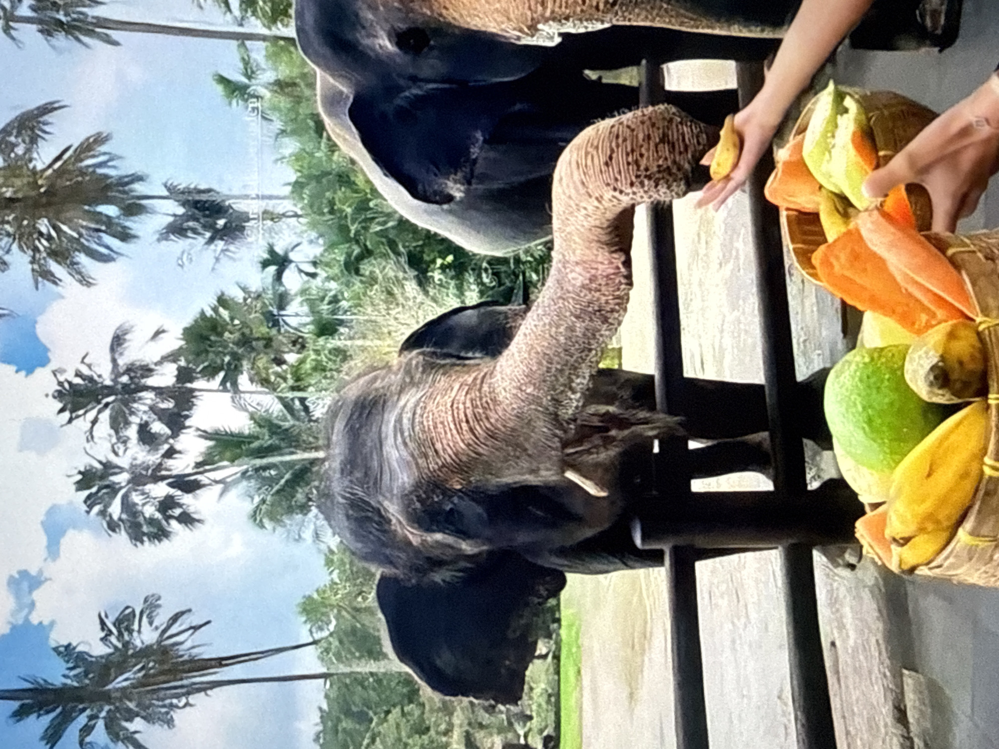 In an outdoor, tropical setting with palm trees and lush greenery, two elephants are visible. The elephant in the foreground is reaching its trunk towards a person's hand, which is holding a small piece of fruit. In front of the elephants, a woven basket overflows with various fruits, including bananas, carrots, and what appears to be a lime or guava. The elephants are behind a wooden fence. The scene suggests an interaction between humans and elephants, likely in a sanctuary or park. The location is described as Unknown, Unknown.