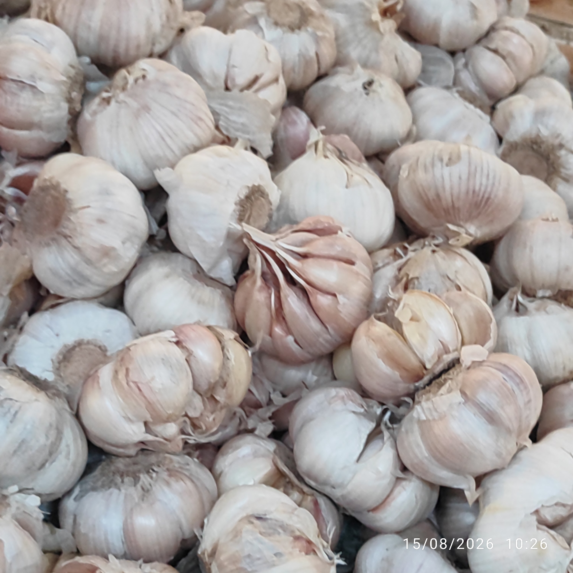 A close-up, overhead shot shows a large pile of fresh garlic bulbs. The bulbs are predominantly white and cream-colored, with some showing hints of pink or purple from their papery skins. The texture of the skins is visible, with fine vertical striations. Some bulbs are tightly closed, while others are slightly open, revealing the cloves within. The lighting is soft and natural, creating gentle shadows that highlight the rounded forms of the garlic. The background is out of focus, providing no additional context for the location. In the bottom right corner, a timestamp reads "15/08/2026 10:26".