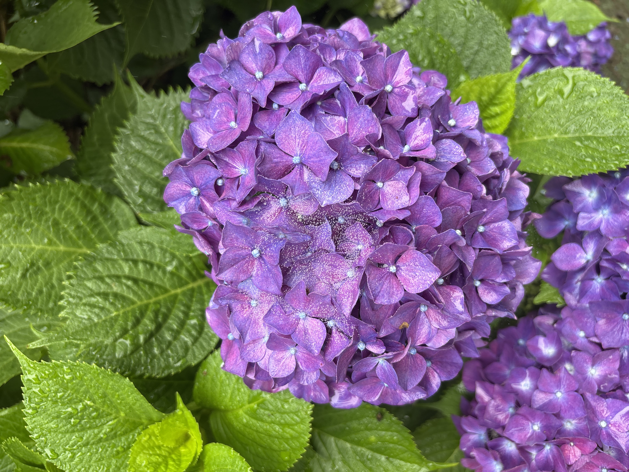 A close-up, overhead view of a cluster of vibrant purple hydrangeas with water droplets on their petals, set against a backdrop of lush green leaves. The hydrangeas are a rich, deep purple with lighter purple accents and small, light blue stamen at the center of each floret. The leaves are a bright, saturated green, some with visible veins and serrated edges. The water droplets appear as small, reflective spheres scattered across the petals and leaves, suggesting recent rainfall or dew. The lighting is natural and diffused, creating a soft glow on the flowers and leaves. There are no people or animals visible in the frame. The scene conveys a sense of natural beauty and freshness, likely captured in a garden or park setting on the island of Jeju, South Korea.