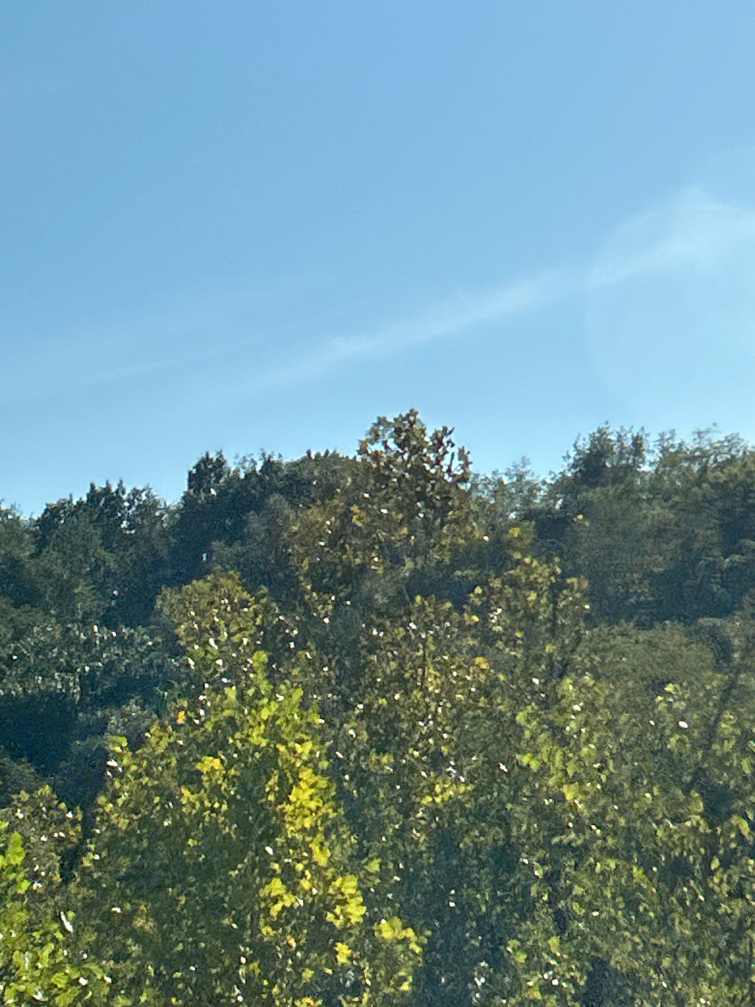 The image shows a dense canopy of trees against a clear blue sky. The trees are a mix of green and yellow, suggesting it might be autumn or late summer. The top of the image is dominated by the sky, with a faint, wispy cloud formation visible in the upper right quadrant. The foliage is thick and appears to cover a hillside or a large natural area. There are no discernible buildings, roads, or people in the frame. The lighting indicates it is daytime, with the sun likely positioned somewhere above and to the right of the frame, casting light on the leaves.