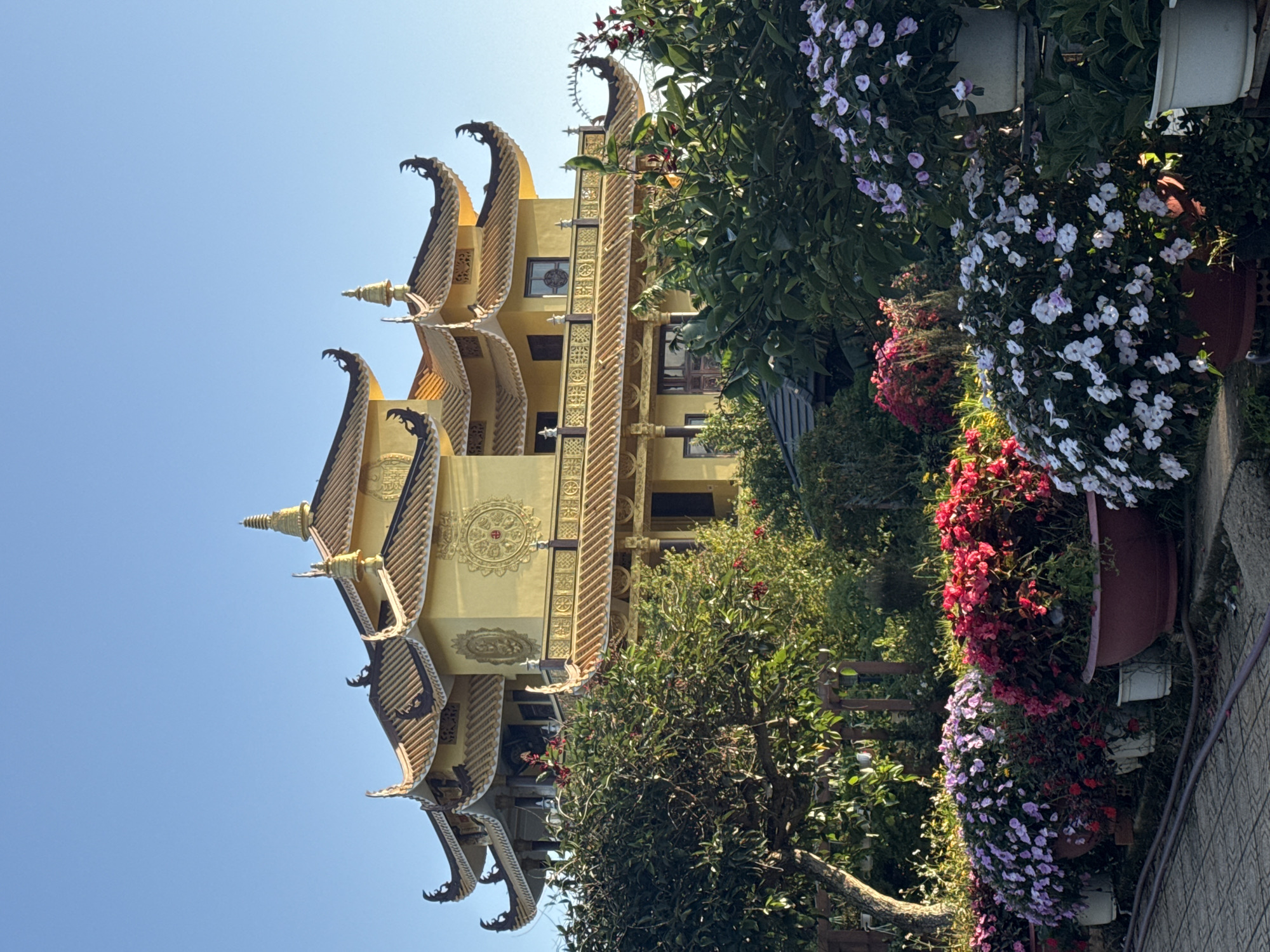 In the city of Da Lat, Vietnam, a large, multi-tiered Buddhist temple, painted a vibrant yellow with ornate golden trim, stands prominently against a clear blue sky. The temple features distinctive curved rooflines and decorative finials. In the foreground, a lush garden is filled with an abundance of flowering plants, including large pots overflowing with purple and pink impatiens, as well as white and pink varieties. A paved walkway runs along the edge of the garden. The scene captures a serene and colorful landscape with traditional architecture and abundant floral displays.