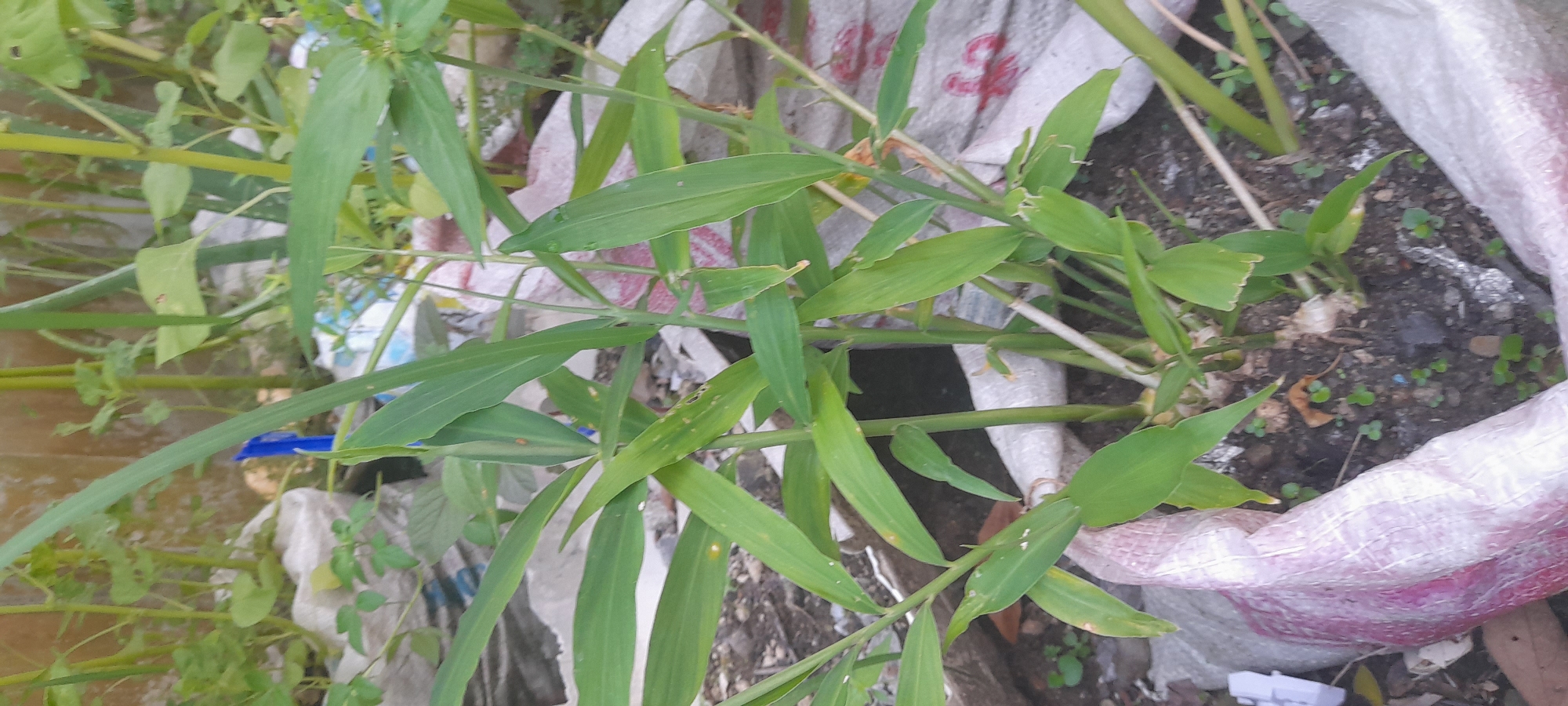 A ground-level, outdoor shot, taken in Buketteukuh, Indonesia, shows various plants growing in and around a large, partially filled sack. The plants in the foreground are characterized by long, thin, green leaves. Other plant varieties, including small green leafy plants, are also present. The sack appears to be made of a woven material, with faded white and pink tones, and red markings. The sack contains soil, with scattered small green sprouts and debris. Background details include a concrete surface, possibly a sidewalk or patio, as well as additional plants and materials, some of which are blurry. The image is taken during daylight, with natural light illuminating the scene.
