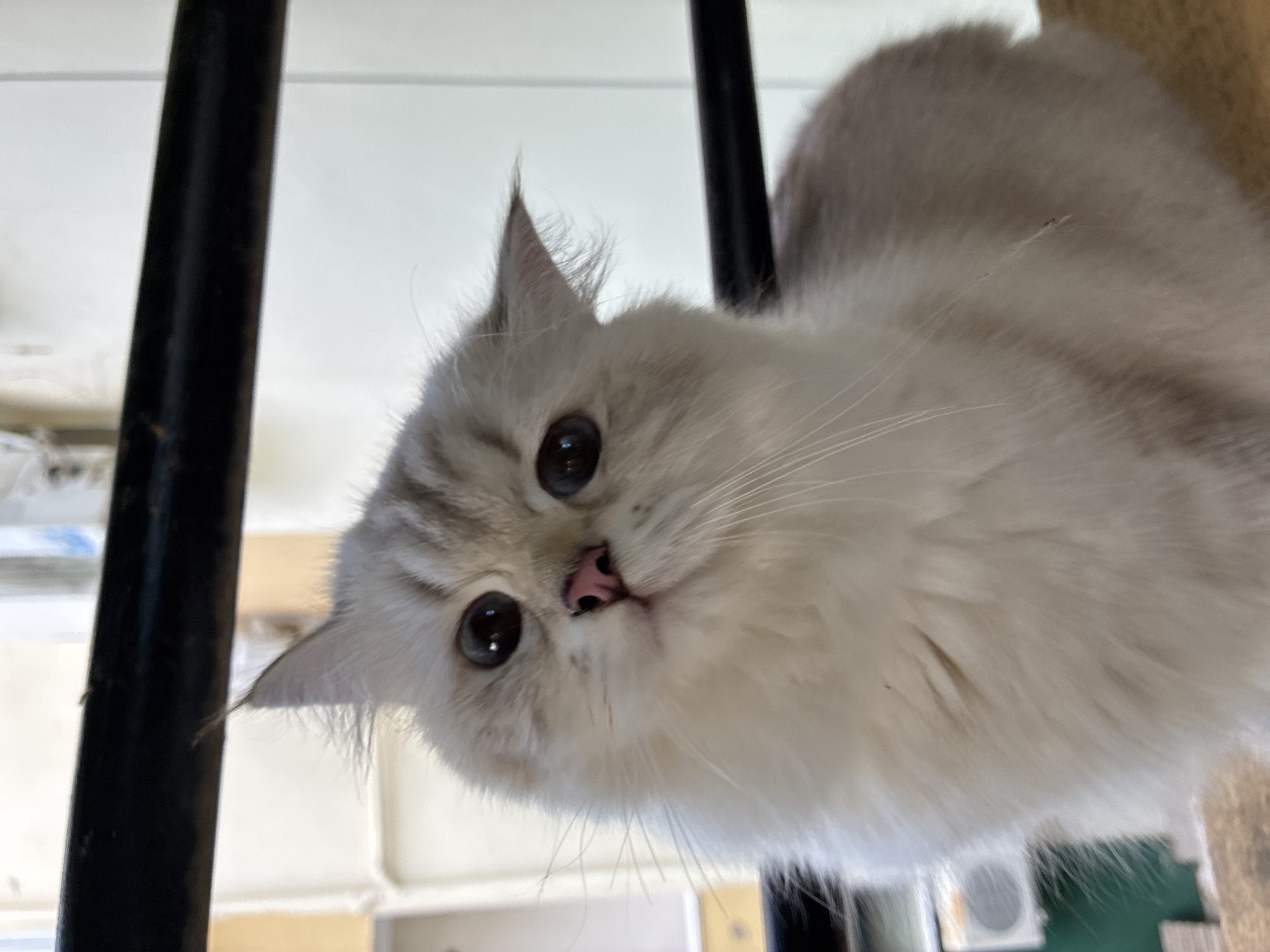 A medium shot captures a fluffy, light-colored cat with darker tabby markings on its head and ears, its head tilted slightly to the left and eyes wide open, looking directly at the camera. The cat's nose is pink, and its fur appears soft. Behind the cat, a dark metal railing runs horizontally across the frame. Beyond the railing, out-of-focus elements suggest an urban environment, including parts of buildings with windows and what appears to be an air conditioning unit visible on the left. The overall impression is of a domestic scene, potentially a balcony or window ledge in a residential building in Alanya, Turkey.