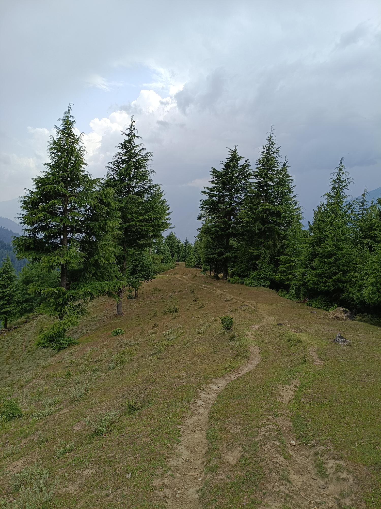 The image depicts a scenic landscape on a cloudy day. A narrow, winding dirt path traverses a grassy hillside dotted with trees. The path appears to be well-worn, suggesting frequent use. On either side of the path, the terrain slopes gently, covered in a mixture of green grass and dry earth. Several tall, coniferous trees with dense foliage are visible, adding to the natural beauty of the scene. In the background, mountains are faintly visible through the overcast sky, hinting at a mountainous or hilly region. The overall atmosphere is one of tranquility and natural splendor. This location is the city of Chhaki, India.