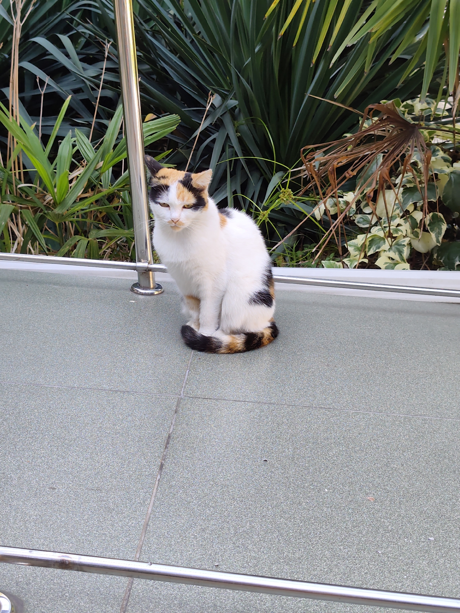 A calico cat with white, black, and orange markings sits on a speckled gray tiled surface. The cat is facing forward with its tail wrapped around its body. Behind the cat is a metal railing and lush green foliage, characteristic of the subtropical climate found in Sochi, Russia. The background consists of dense, varied green plants and some dried brown fronds. The tiled surface is laid out in a grid pattern with visible grout lines. The lighting suggests it is daytime.