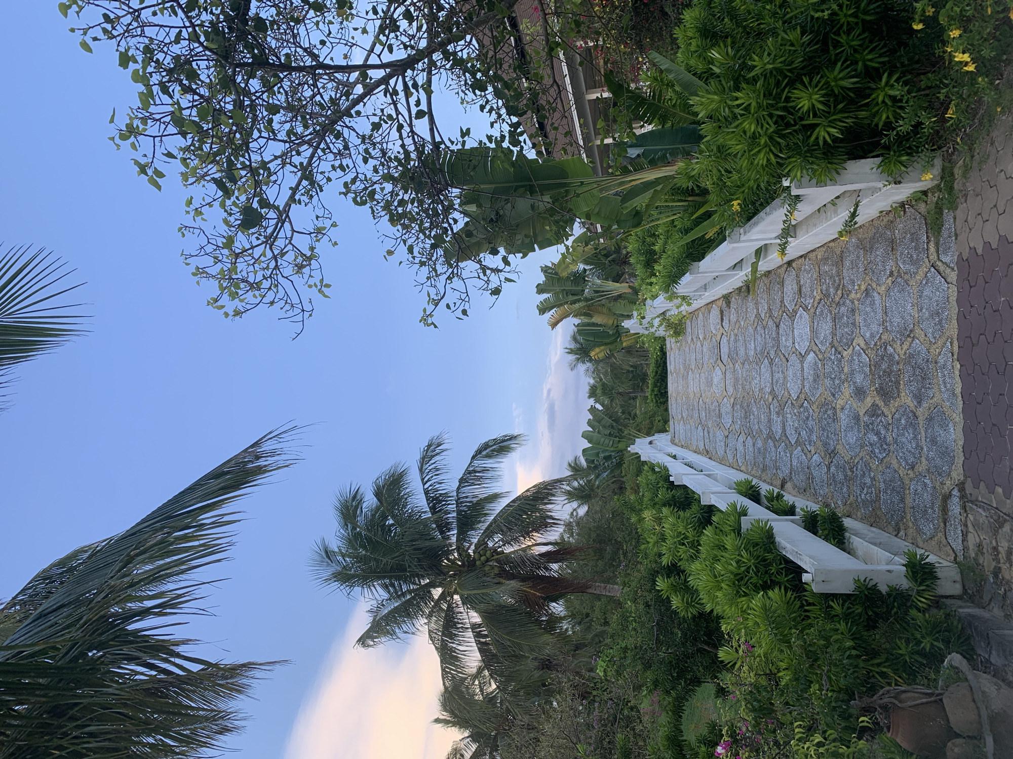 The image depicts a serene tropical scene, likely in Phu Thuy Ward, Vietnam, bathed in the soft light of early morning or late afternoon. The sky is a clear, pale blue with a hint of peach-colored clouds near the horizon, suggesting either dawn or dusk. Lush green vegetation dominates the landscape, with large, feathery palm fronds framing the left side of the image and a mature coconut palm with visible coconuts standing tall in the center.
A stone pathway, paved with hexagonal grey stones, curves gently through the scene, bordered by a low, white, slatted railing. This pathway leads the eye towards a building in the background, partially obscured by dense foliage. The building appears to be a structure with a tiled roof and horizontal white elements, possibly a resort or residential property.
The overall atmosphere is one of tranquility and natural beauty. The vibrant greens of the plants contrast with the muted tones of the stone pathway and the soft sky. There are no people or specific activities visible, emphasizing the peacefulness of the setting. The presence of palm trees and tropical foliage strongly indicates a warm, coastal or island-like environment. The gentle curve of the pathway and the dense greenery create a sense of depth and invite exploration of the scene.
