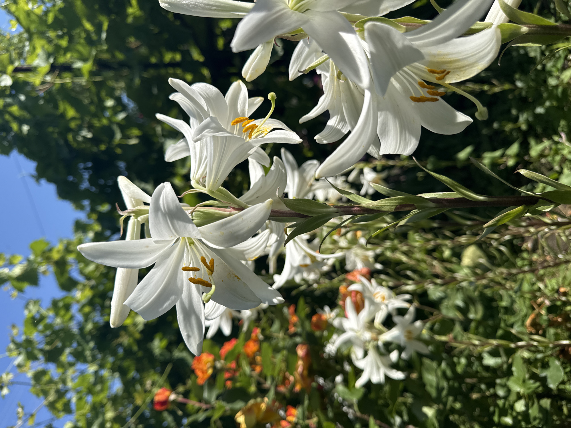 In a garden in Bereznehuvate, Ukraine, several white lilies are in full bloom. The lilies are the main subject of the image, with their large, trumpet-shaped petals and prominent yellow stamens. They are positioned in the foreground, with some slightly out of focus. In the background, there are green leaves and some orange flowers, possibly roses, creating a lush and vibrant setting. The sky above is a clear blue. The sunlight casts shadows and highlights, emphasizing the delicate textures of the petals. The overall scene is one of natural beauty and tranquility.
