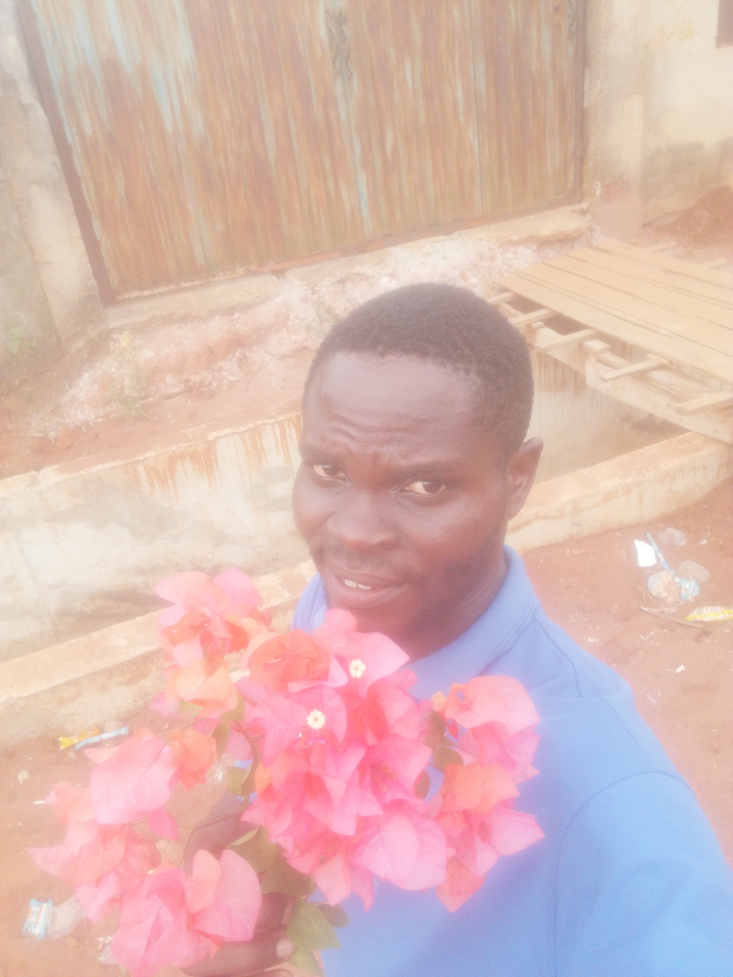 A man is holding a bouquet of pink bougainvillea flowers. He is wearing a blue shirt. Behind him is a metal gate, a concrete structure, and wooden planks. The scene is likely in Ikorodu, Nigeria, given the request.