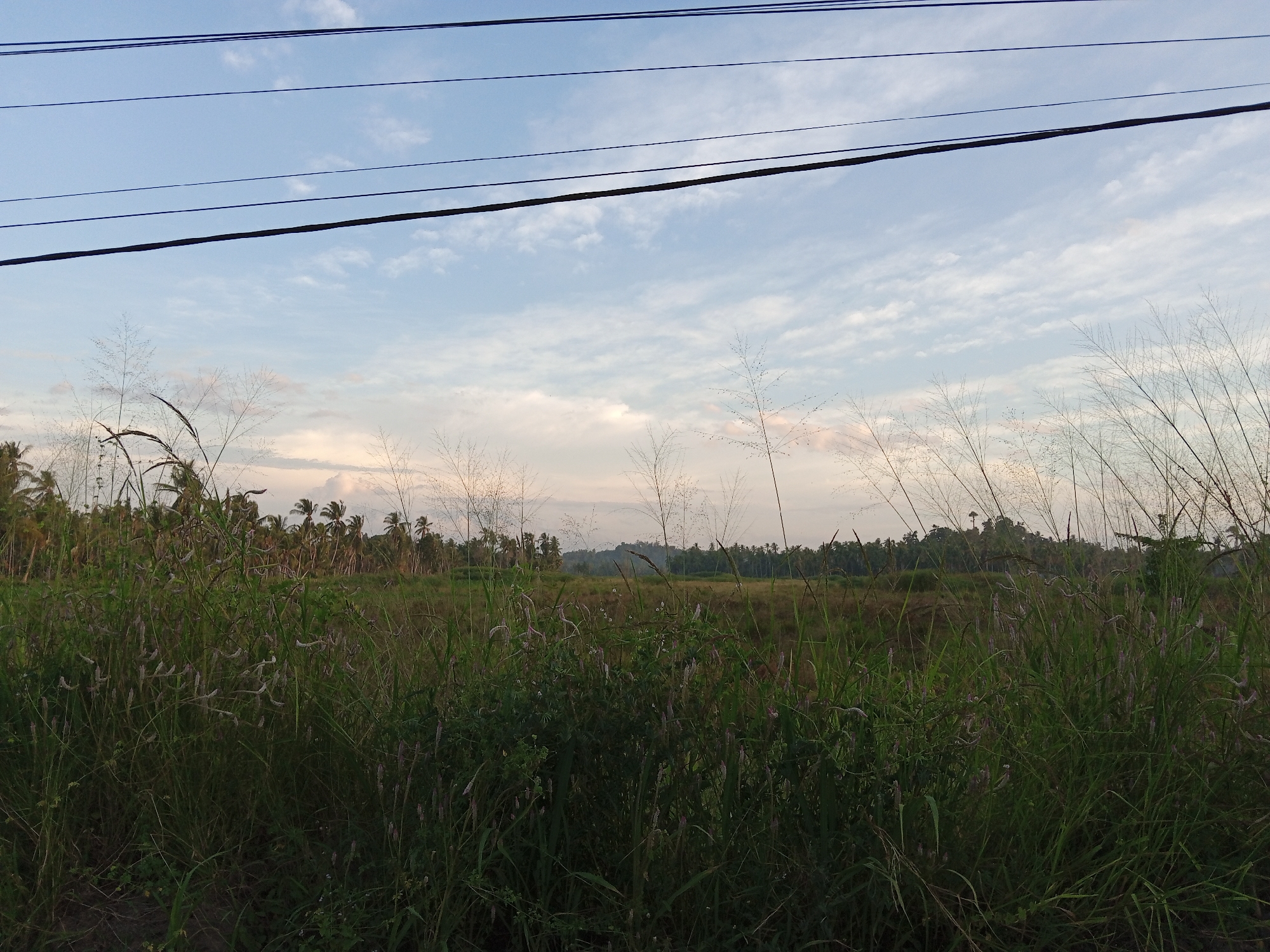 The image depicts a landscape scene, likely in Pantebaroglesiblah, Indonesia. A field of dense, green vegetation dominates the foreground. In the middle ground, there is a flat expanse of land leading to a line of trees and foliage on the horizon. The trees appear to be coconut palms and other tropical varieties. Above, the sky is a pale blue with thin, wispy clouds. Power lines stretch horizontally across the top of the frame. There are no people visible. The scene appears to be a natural, undeveloped area.